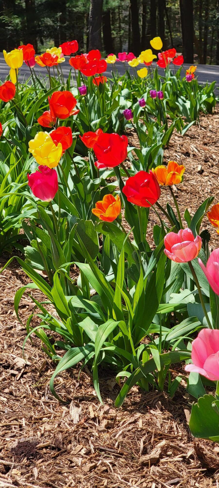 6544 Egypt Ridge Road Northeast Rockford, MI 49341 - Photo 78 of 93 20230504_135028