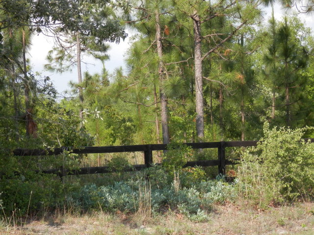 1191 Dairy Road Ridge Spring, SC 29129 - Photo 1 of 1