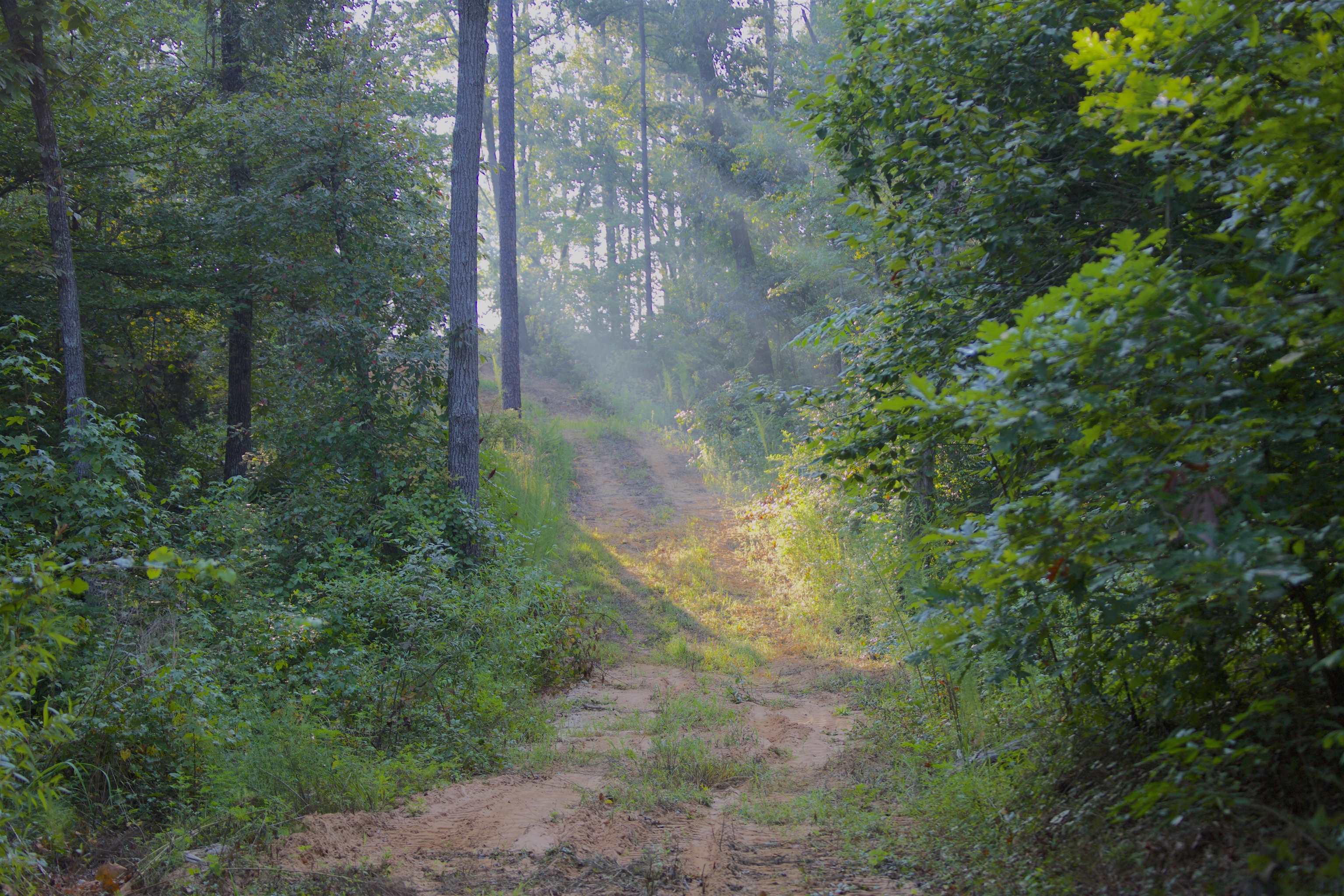 a view of a forest with a tree
