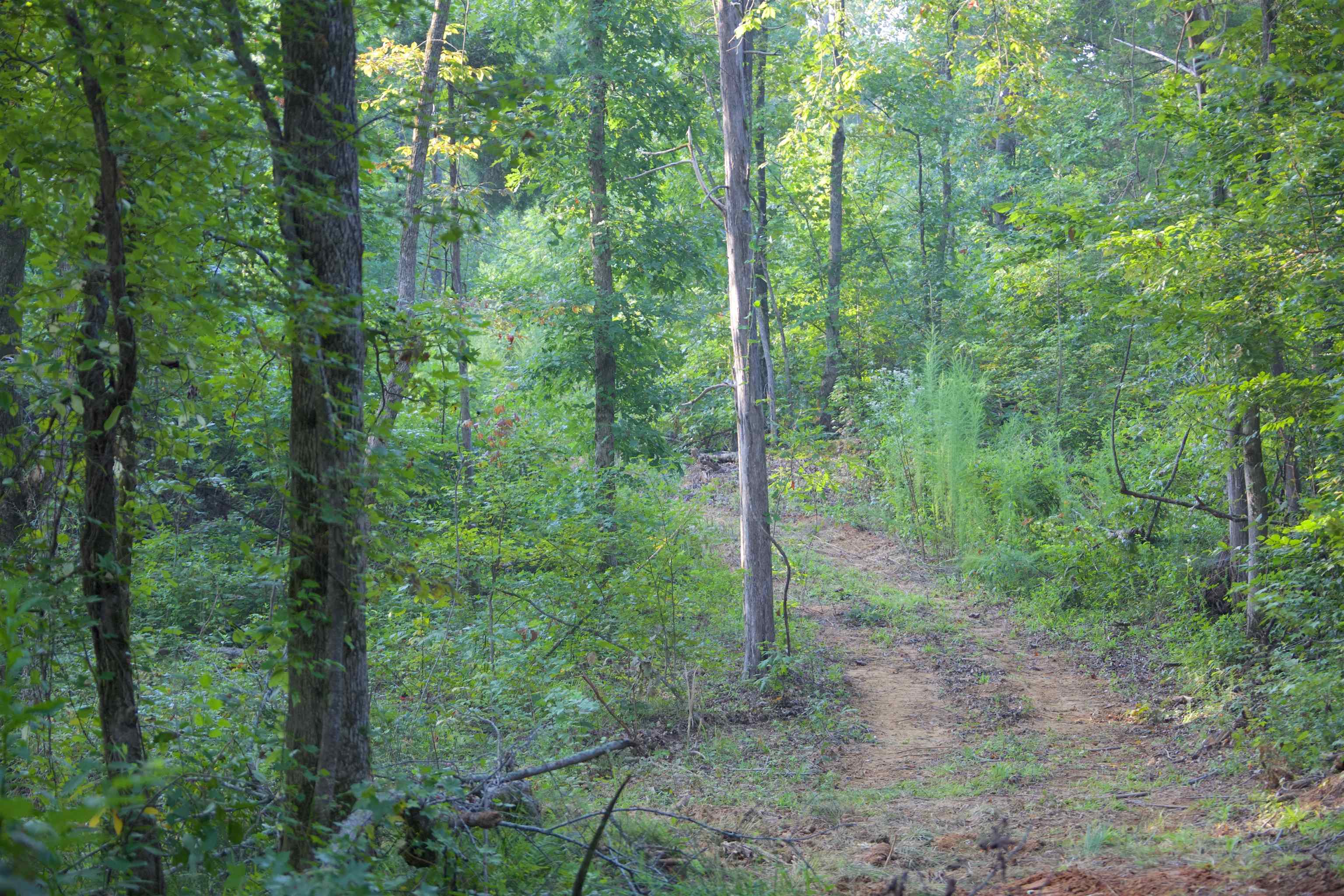 2840 Saulsbury Road Saulsbury, TN 38067 - Photo 11 of 19 a view of a forest that has large trees