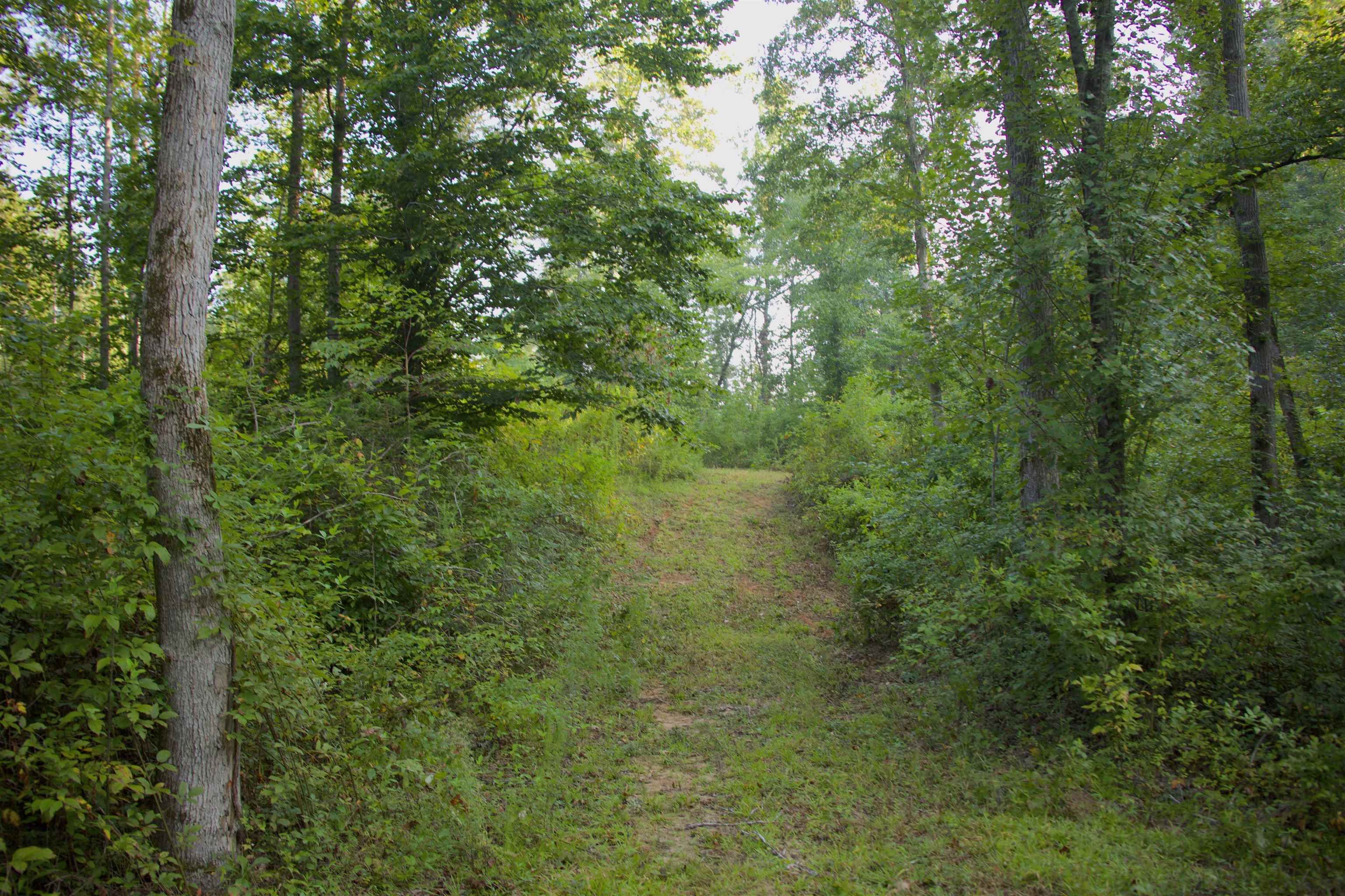2840 Saulsbury Road Saulsbury, TN 38067 - Photo 12 of 19 a view of a lush green forest