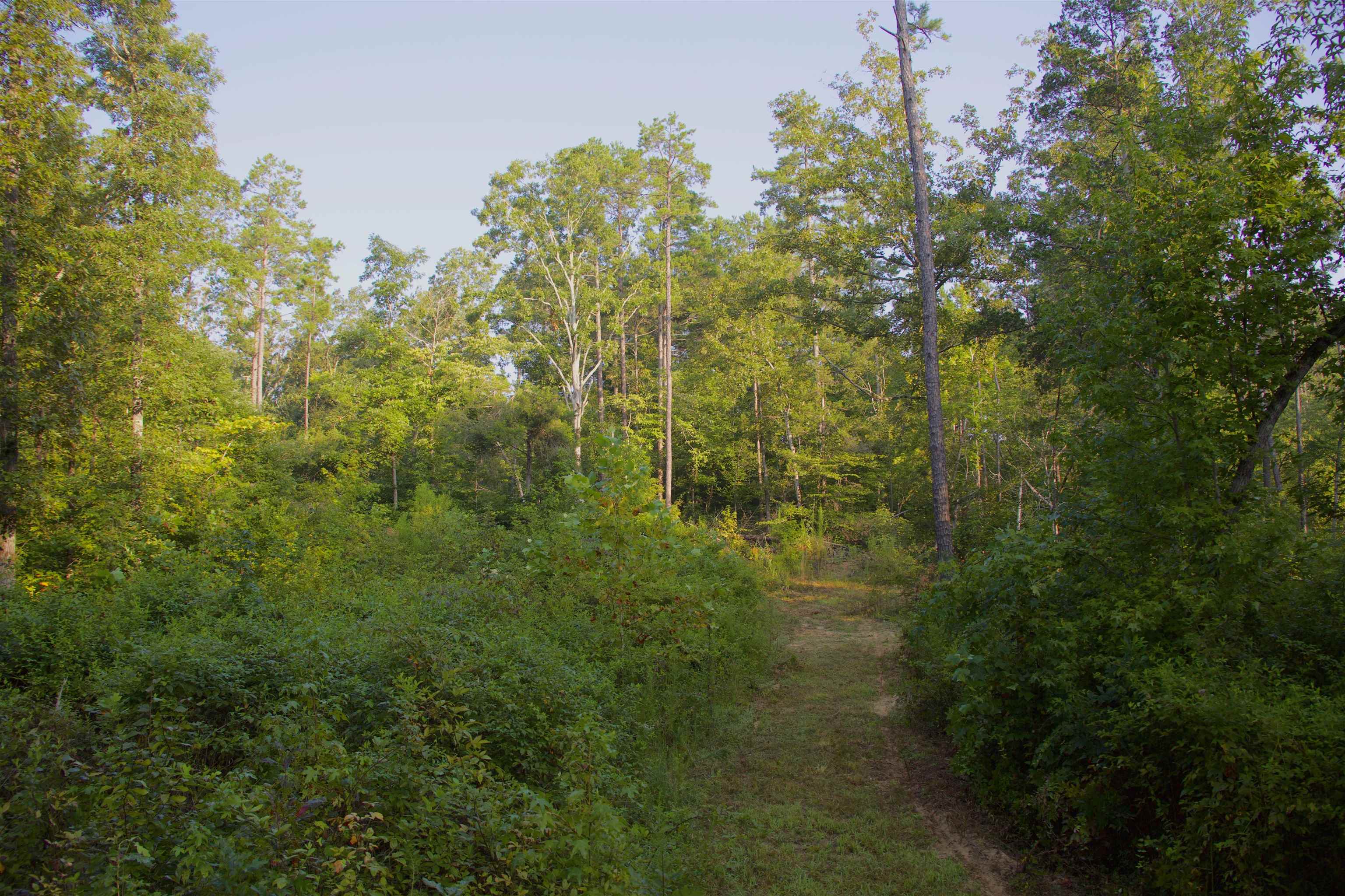 2840 Saulsbury Road Saulsbury, TN 38067 - Photo 13 of 19 a view of a small yard