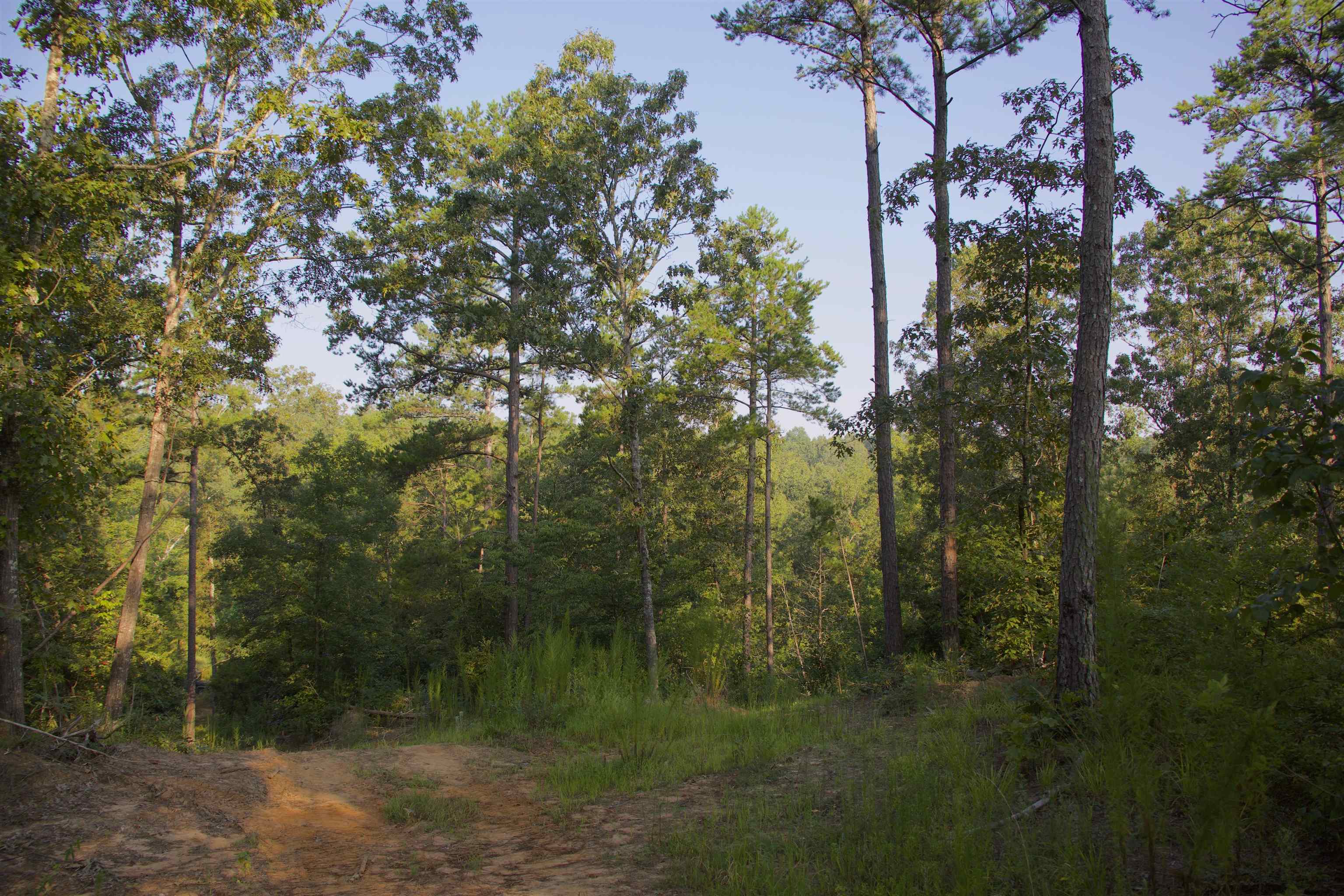 2840 Saulsbury Road Saulsbury, TN 38067 - Photo 14 of 19 a view of a forest