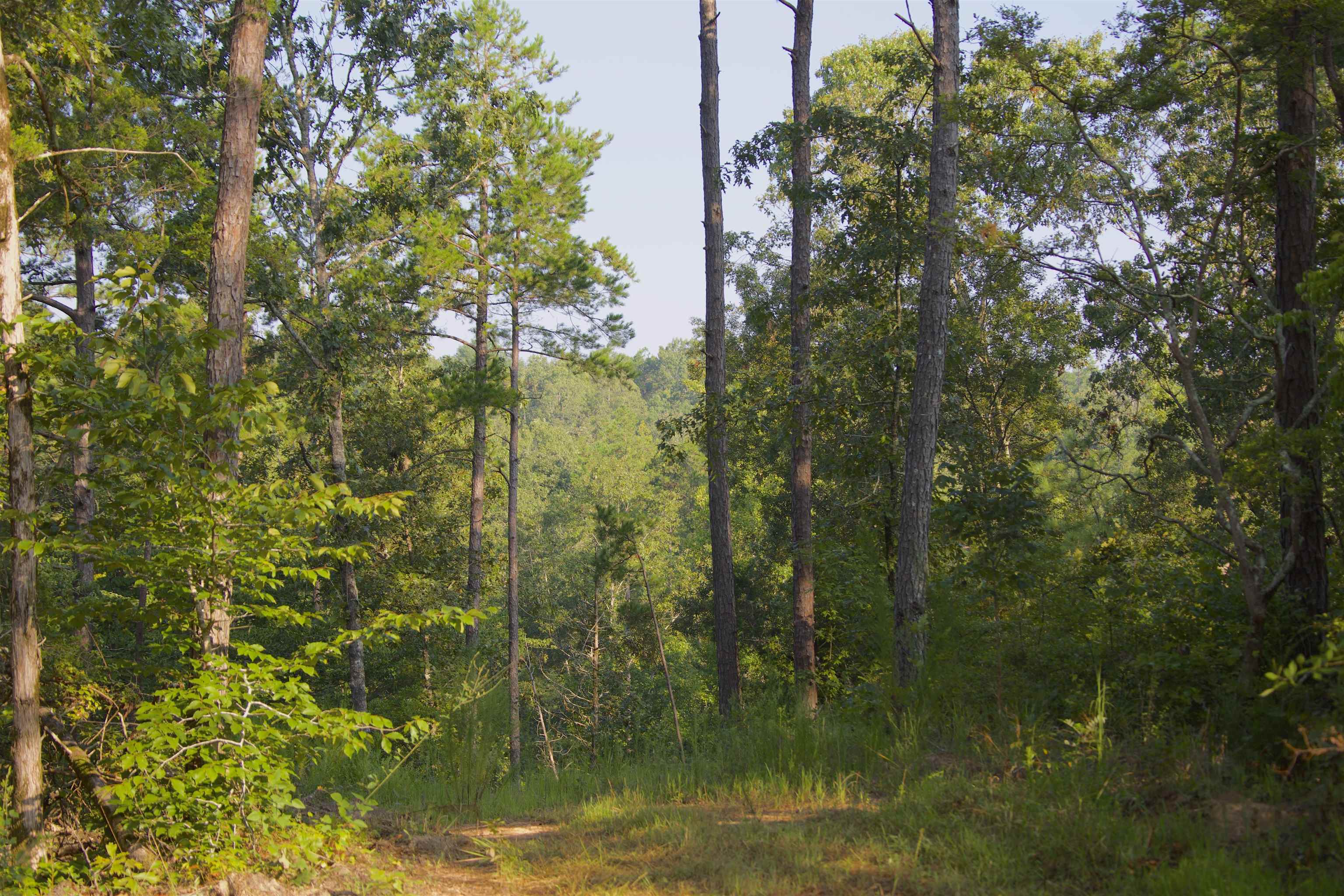2840 Saulsbury Road Saulsbury, TN 38067 - Photo 15 of 19 a view of a garden