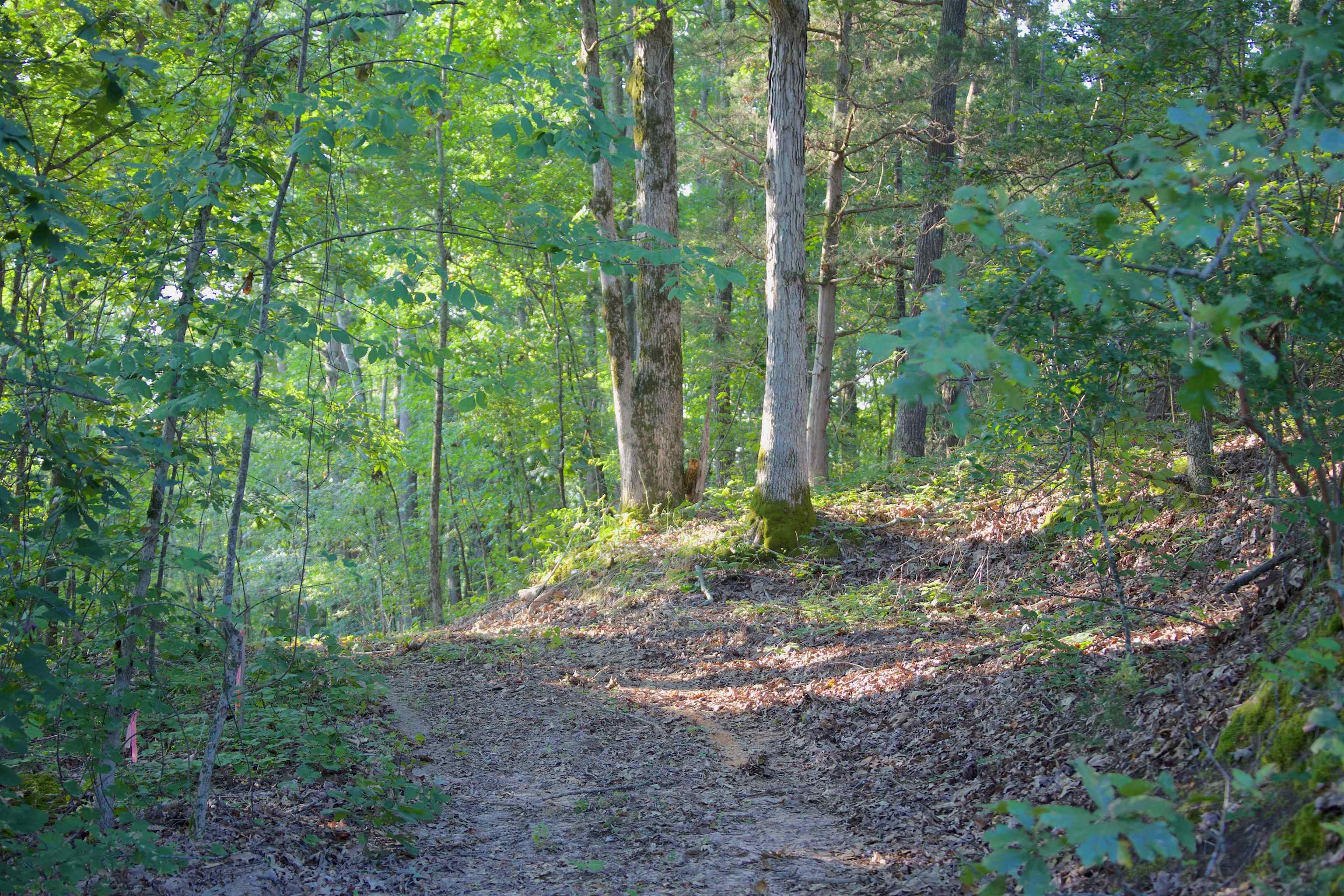2840 Saulsbury Road Saulsbury, TN 38067 - Photo 2 of 19 a view of outdoor space and green space