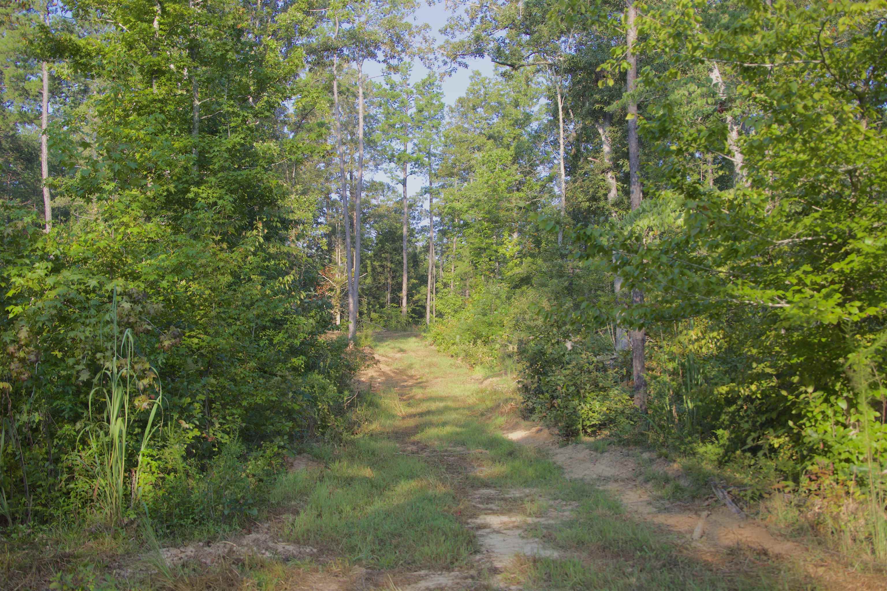2840 Saulsbury Road Saulsbury, TN 38067 - Photo 3 of 19 a view of outdoor space and trees