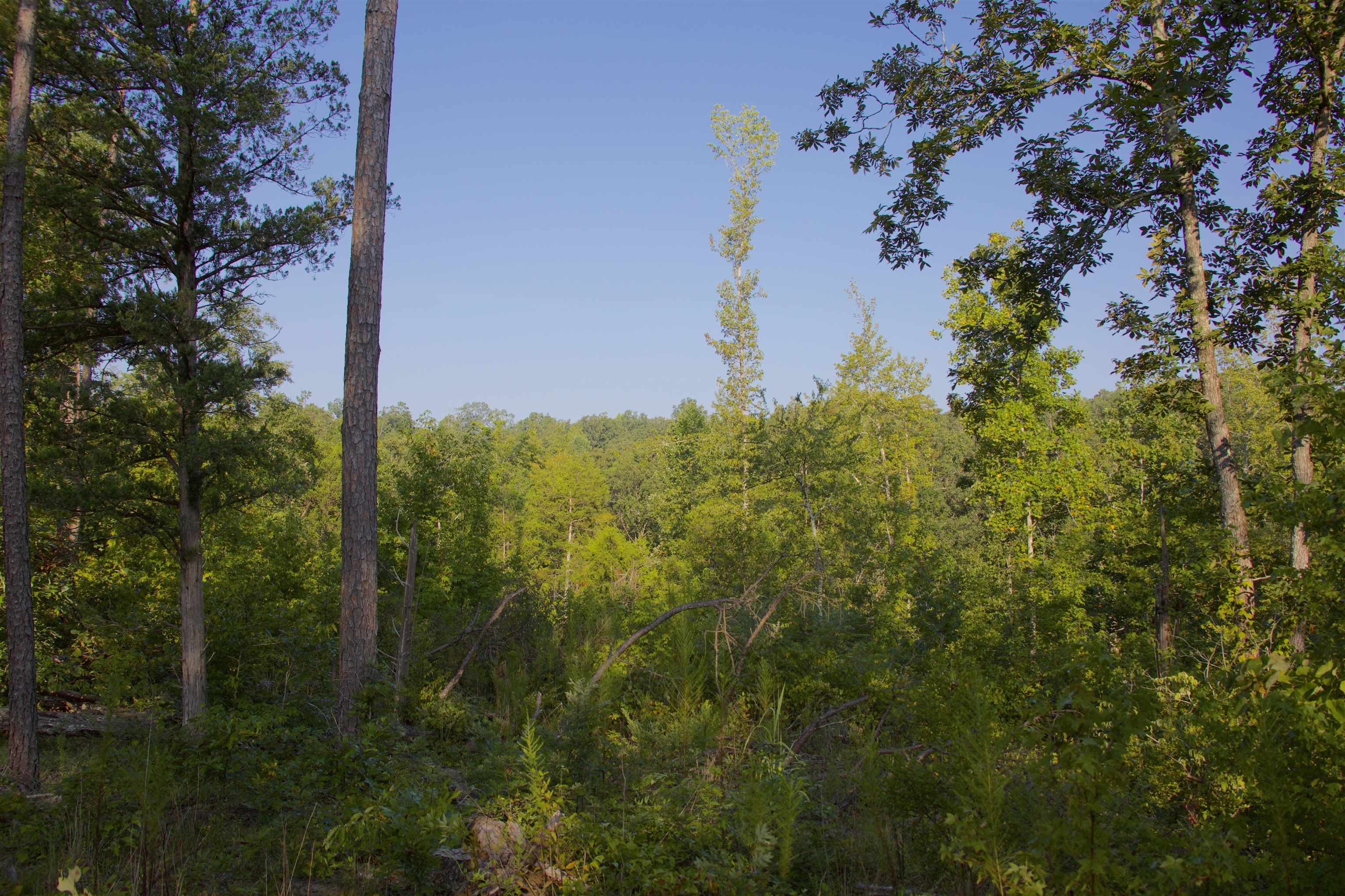 2840 Saulsbury Road Saulsbury, TN 38067 - Photo 4 of 19 a view of a garden