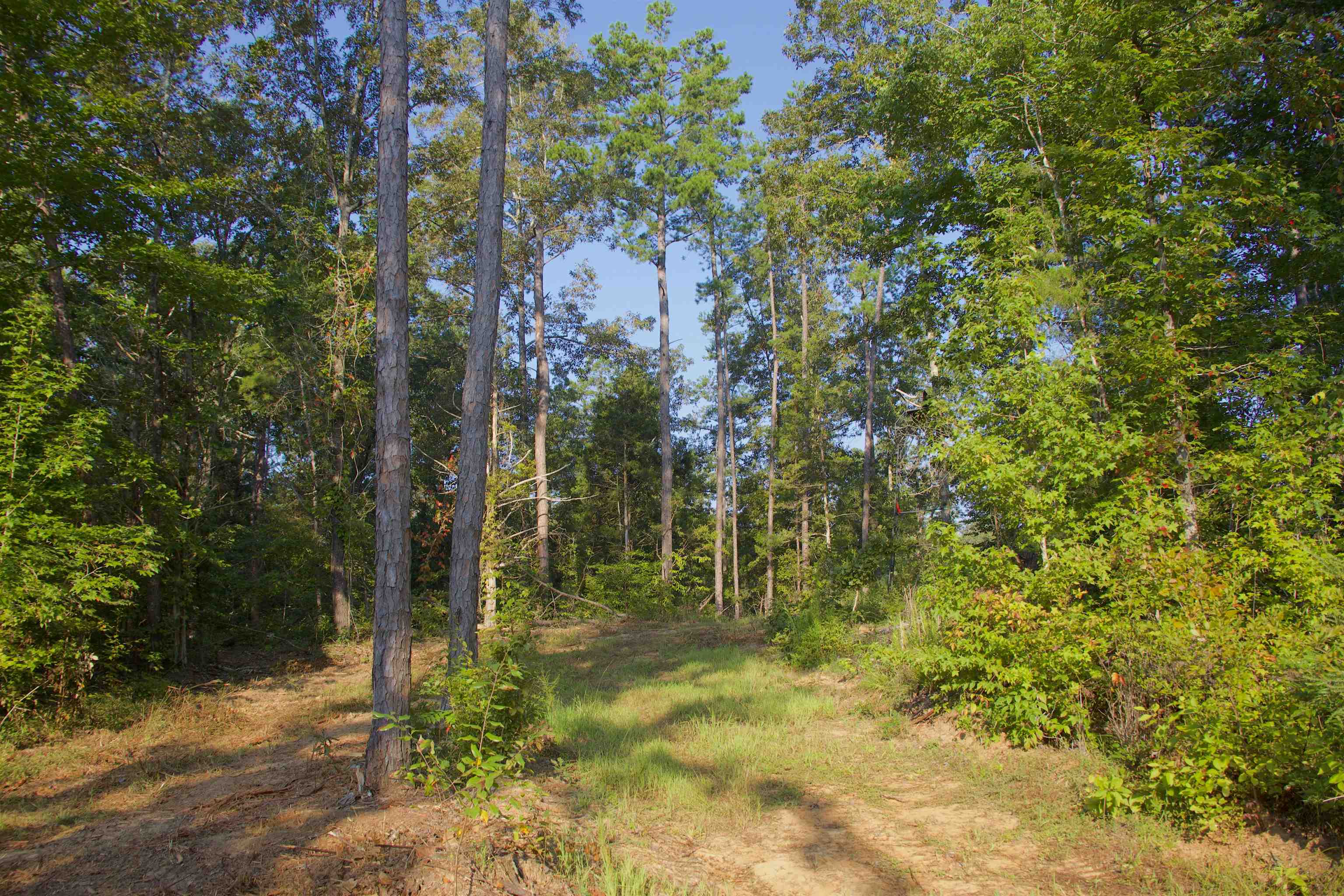 2840 Saulsbury Road Saulsbury, TN 38067 - Photo 5 of 19 a view of outdoor space and garden