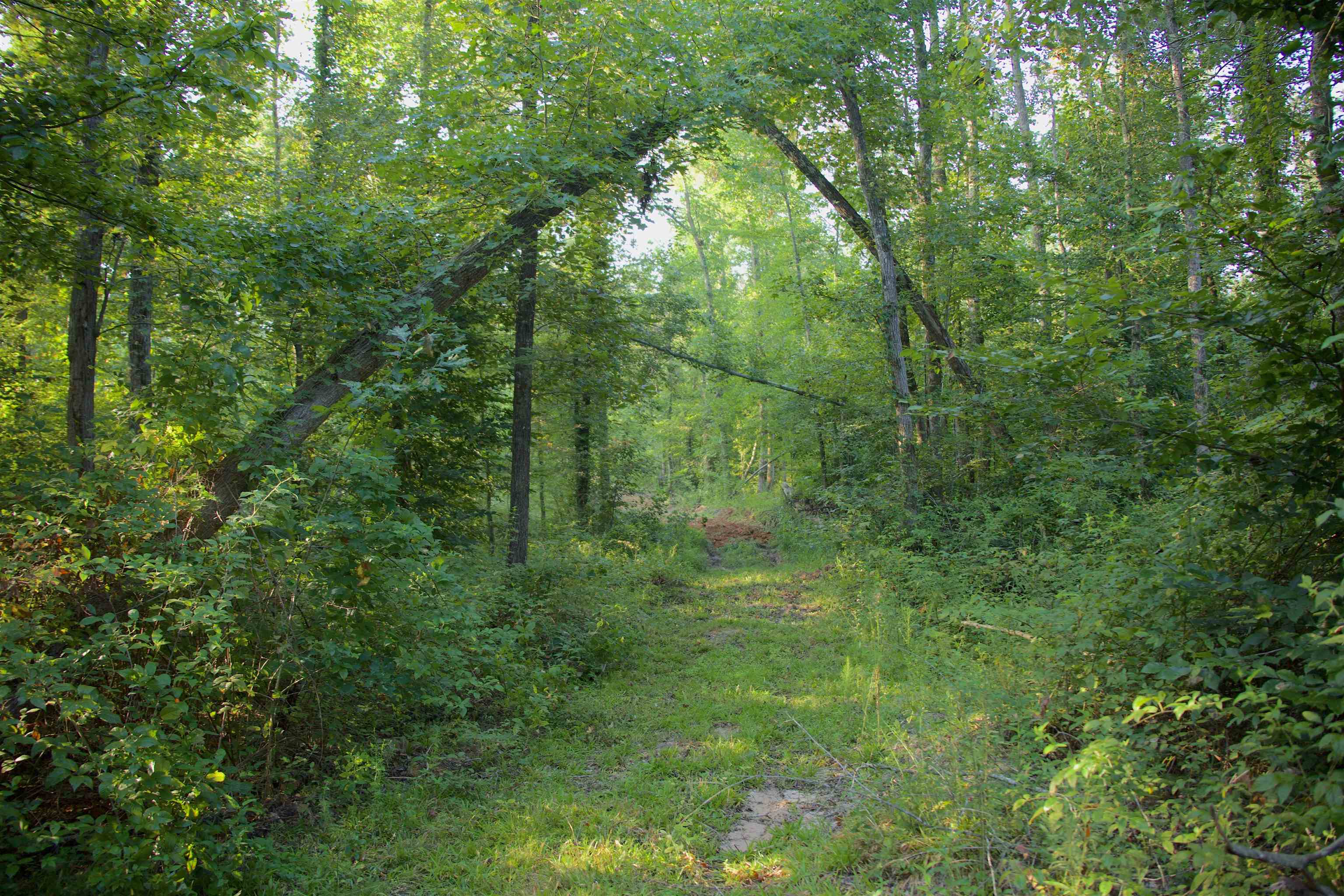 2840 Saulsbury Road Saulsbury, TN 38067 - Photo 10 of 19 a view of a lush green forest