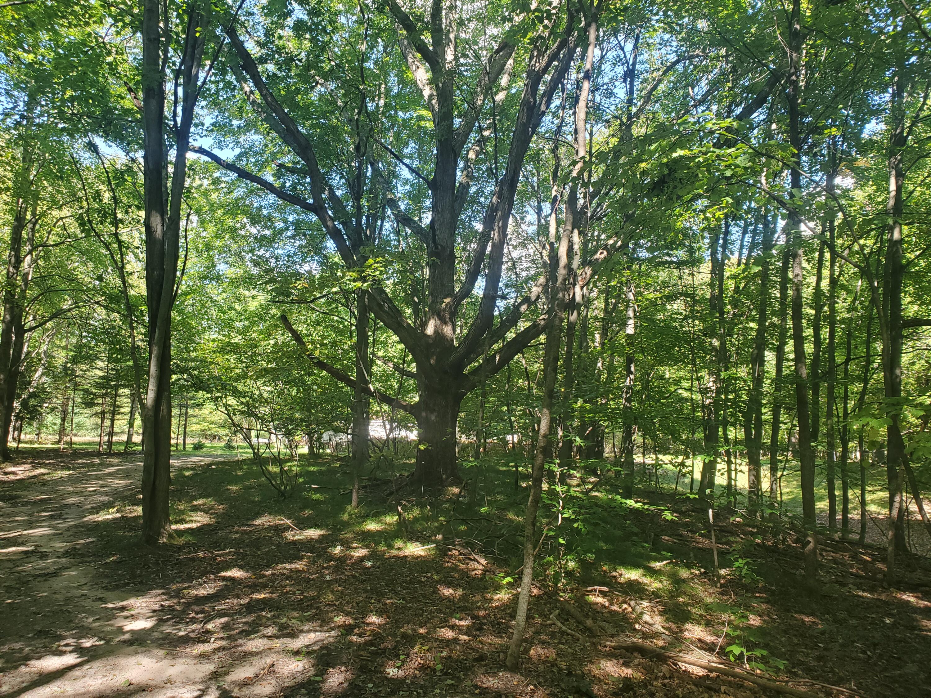 East Buck Rub Road, Unit 119 Custer, MI 49405 - Photo 8 of 11 20210915_131458