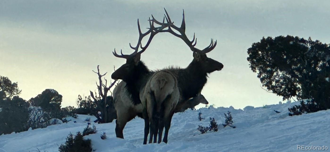 211 Stegosaurus Freeway Dinosaur, CO 81610 - Photo 12 of 12 a picture of a tree in the background