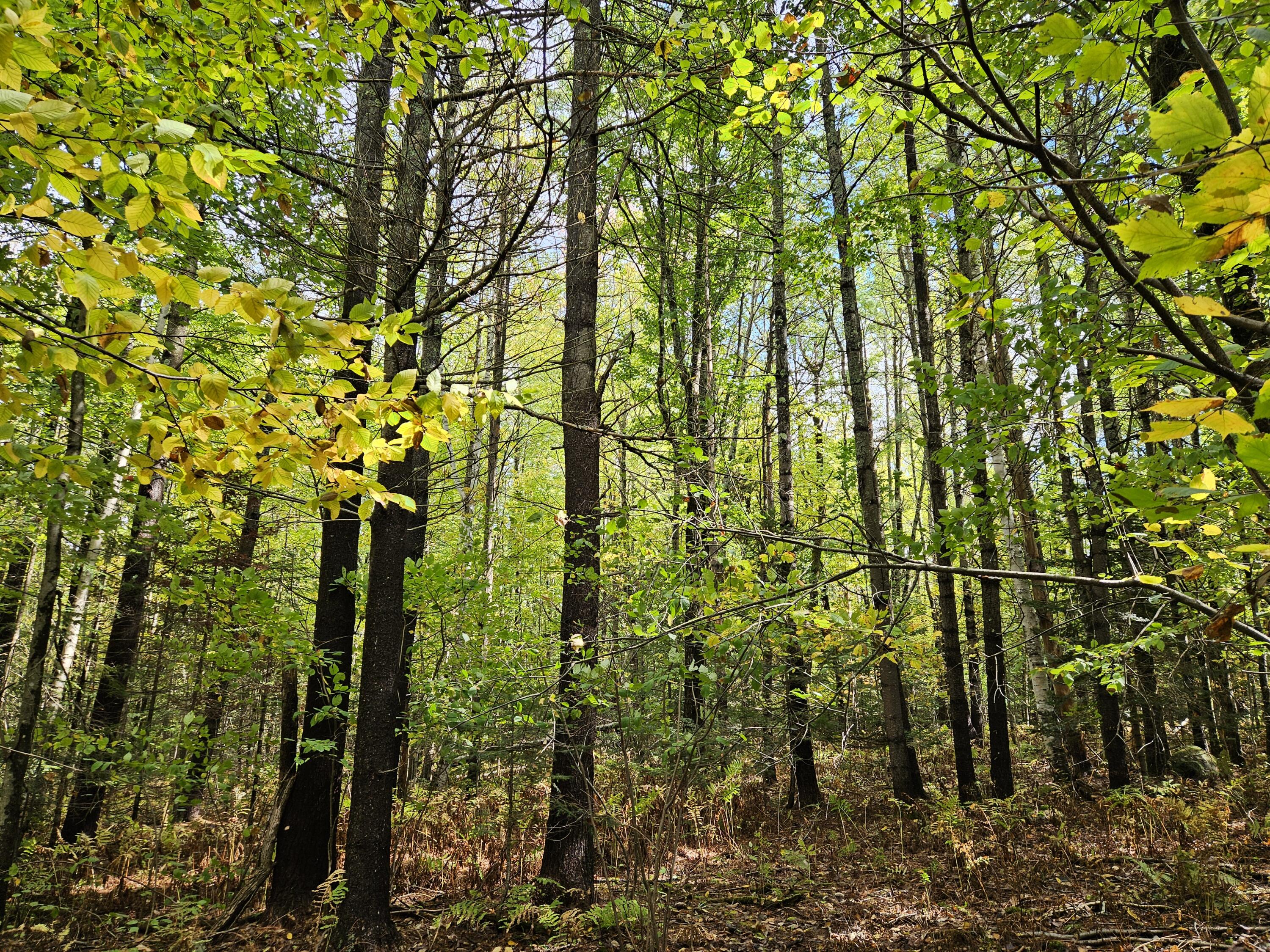 Mr14-l108 Franklin Road Jay, ME 04239 - Photo 17 of 29 Route 133 Lot