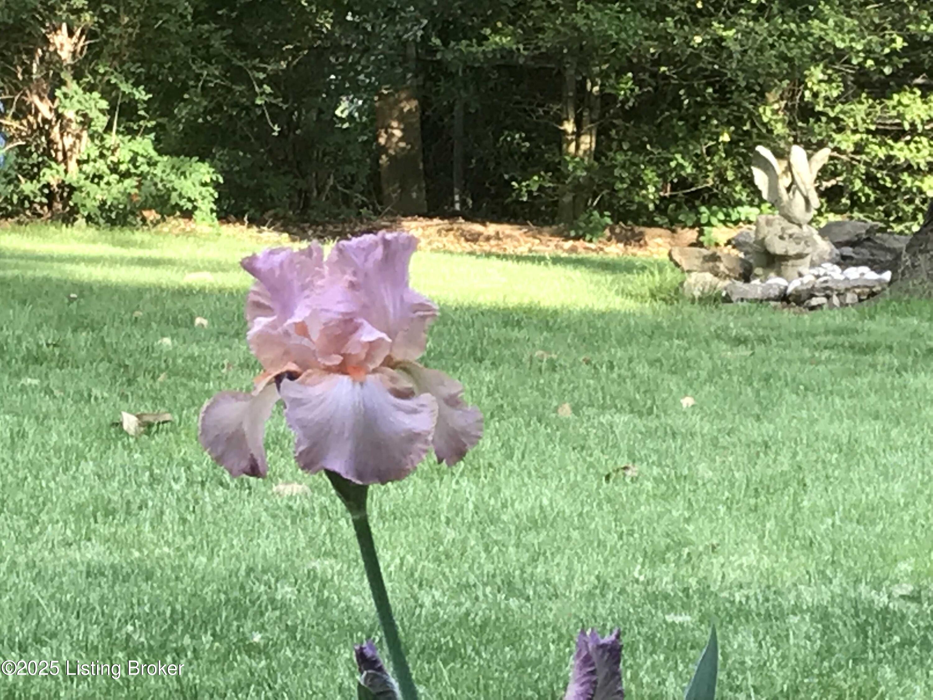 6110 Rodes Drive Northfield, KY 40222 - Photo 36 of 46 2018.05.12 Iris and Pelican