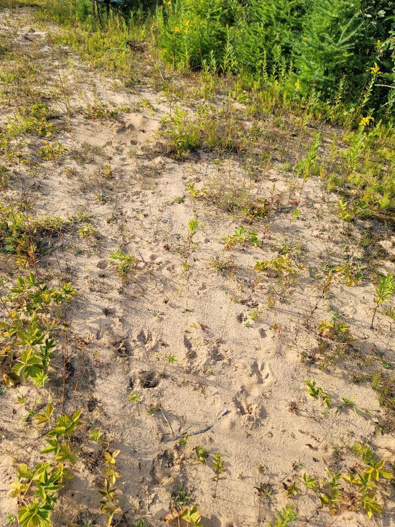 6440 West 12 Mile Road Dafter, MI 49724 - Photo 3 of 6 Gallery Image 3