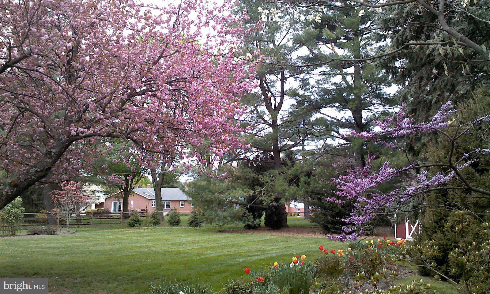7904 Clearfield Road Frederick, MD 21702 - Photo 20 of 30 Cherry tree in bloom and tulip garden