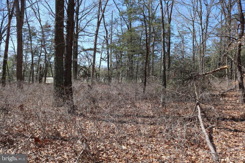 351 Shaws Mill Road Cedarville, NJ 08311 - Photo 22 of 84
