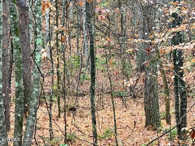 982 Butler Road Decatur, TN 37322 - Photo 3 of 4 a view of a yard with a tree