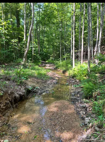 a view of a yard with plants and large trees