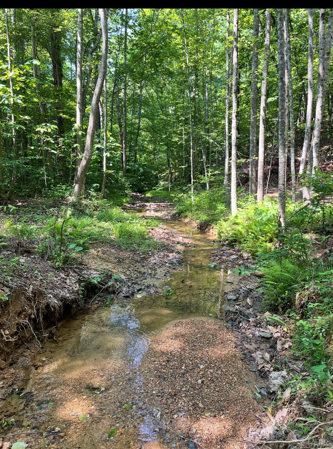 a view of a yard with plants and large trees