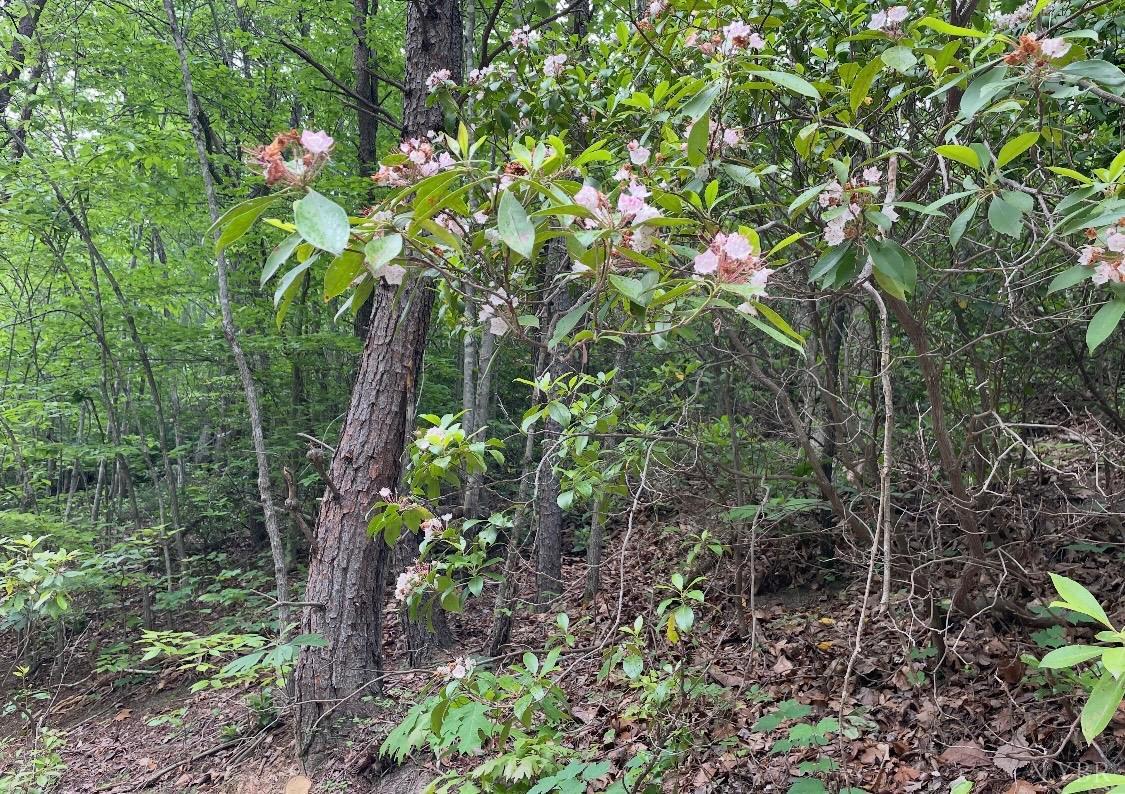 0 Christian Mill Creek Road Amherst, VA 24521 - Photo 2 of 8 a plant
