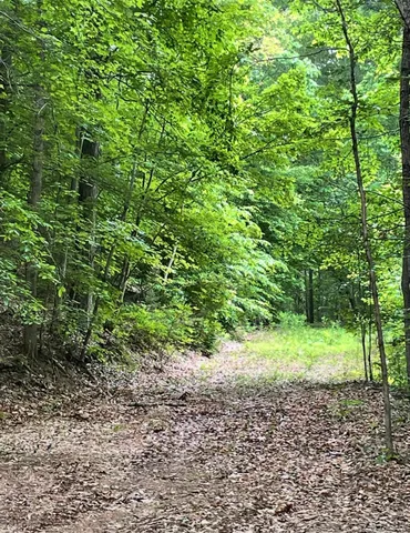 a big yard with lots of green space and trees
