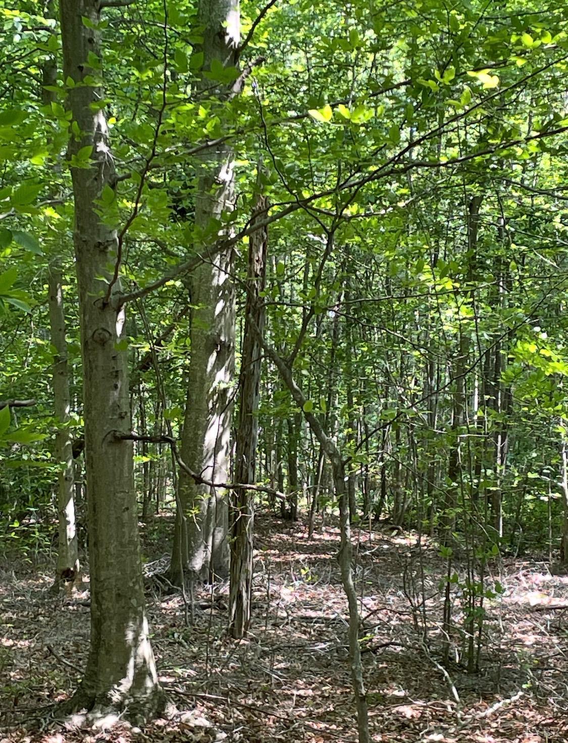0 Christian Mill Creek Road Amherst, VA 24521 - Photo 6 of 8 a view of outdoor space and green space
