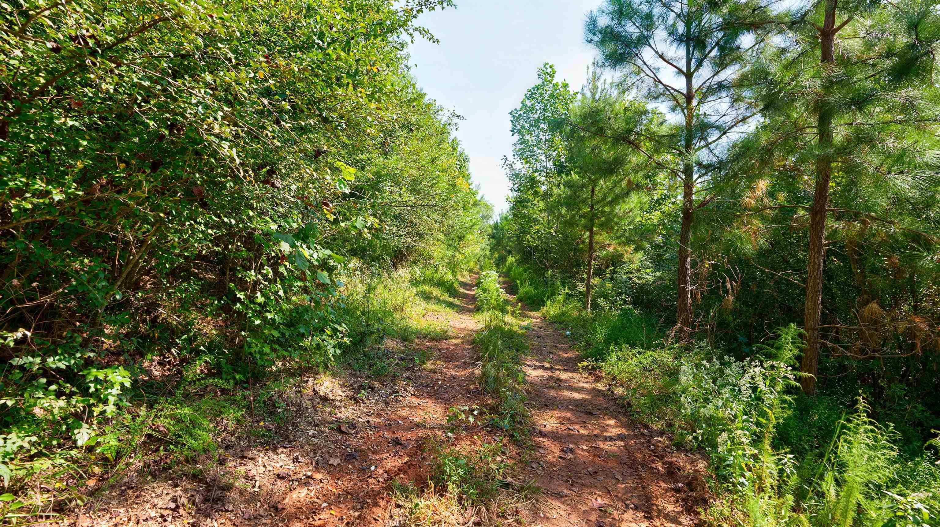 0 Mccoy Bridge Road Homer, GA 30547 - Photo 5 of 10