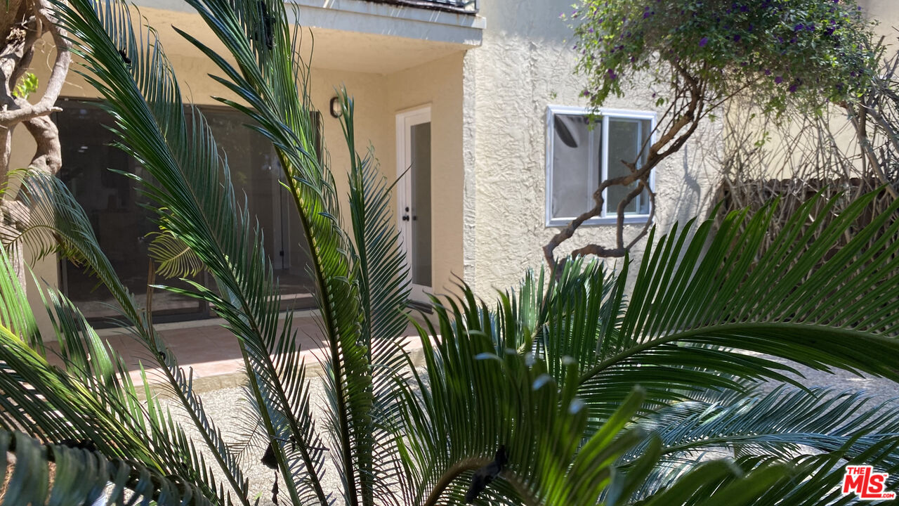 6474 Cavalleri Road Malibu, CA 90265 - Photo 6 of 24 a view of a plant in front of a house