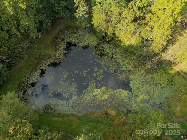 a view of a yard with plants and large trees