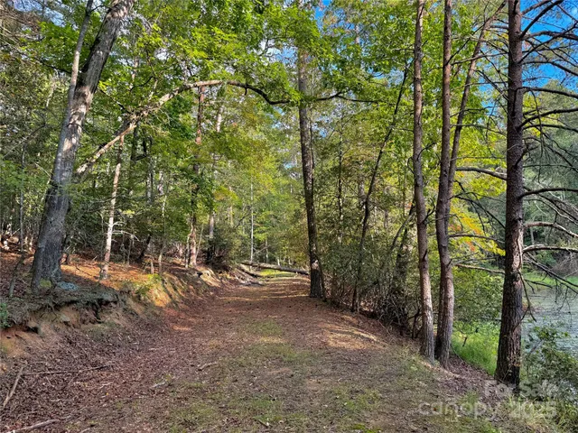 a view of a forest with trees