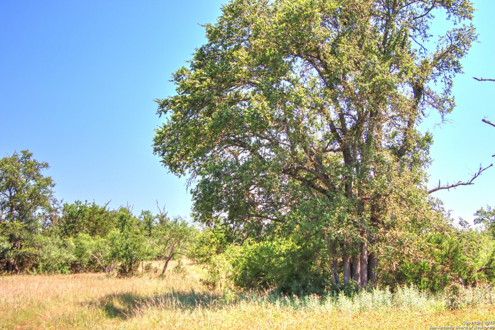 Lot 6 Rr 1323 Willow City, TX 78675 - Photo 12 of 24 a view of tree next to a yard