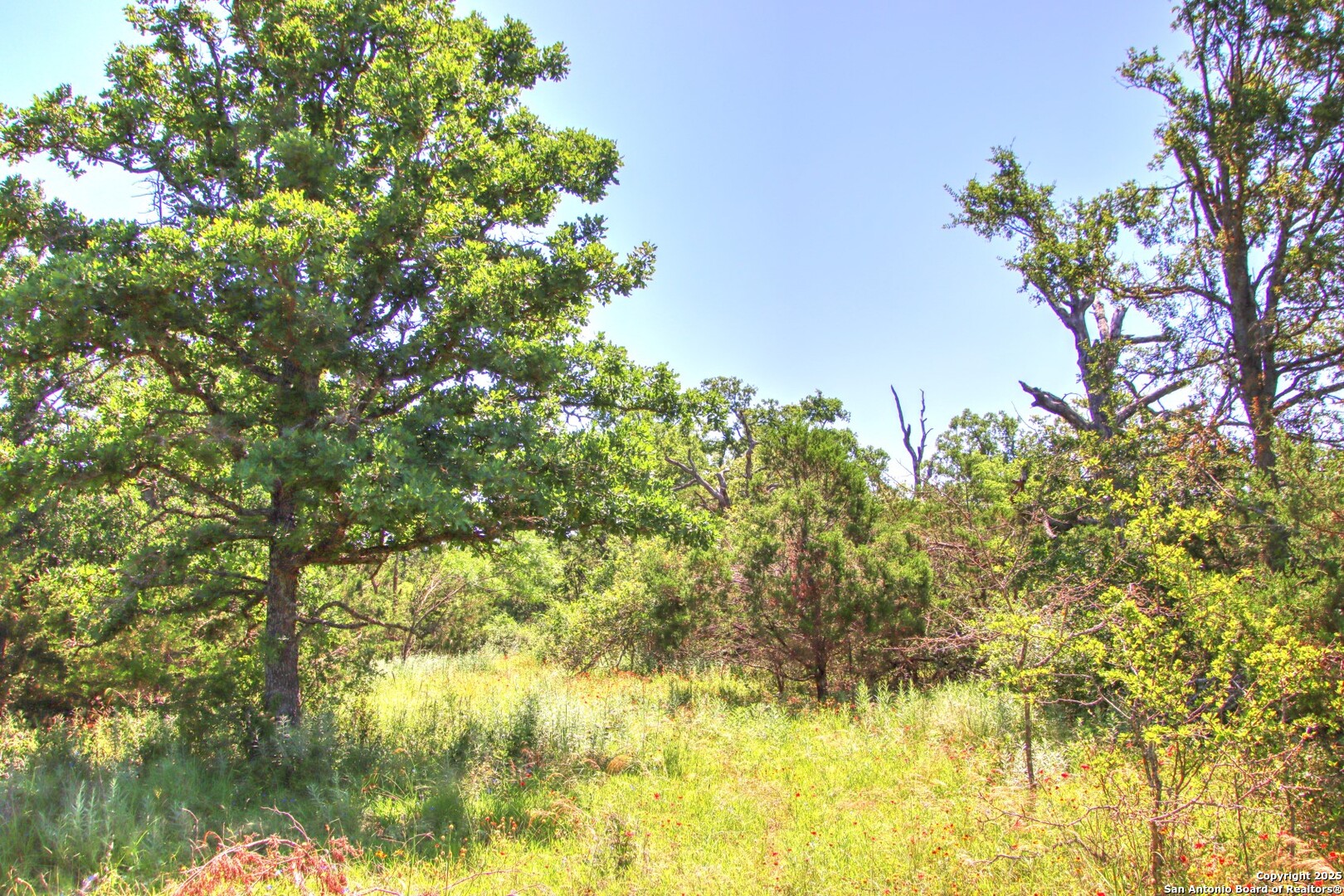 Lot 6 Rr 1323 Willow City, TX 78675 - Photo 3 of 24 a view of a tree