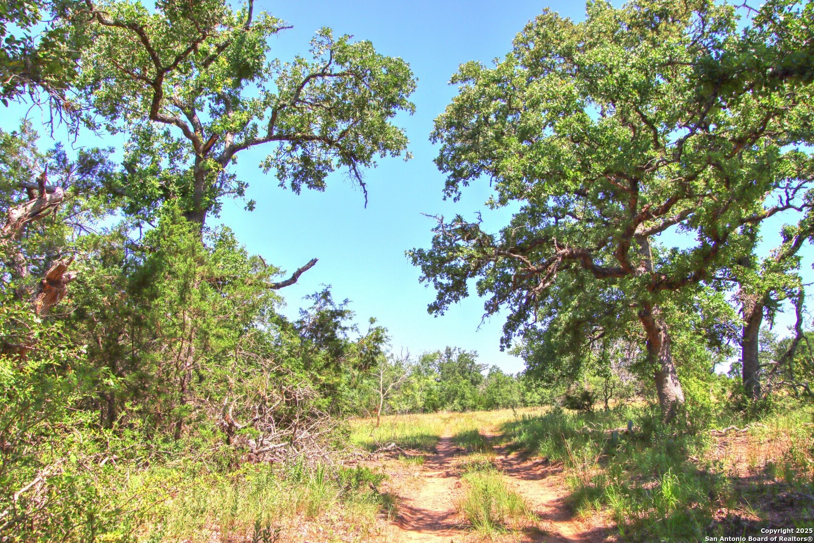 Lot 6 Rr 1323 Willow City, TX 78675 - Photo 5 of 24 a view of tree