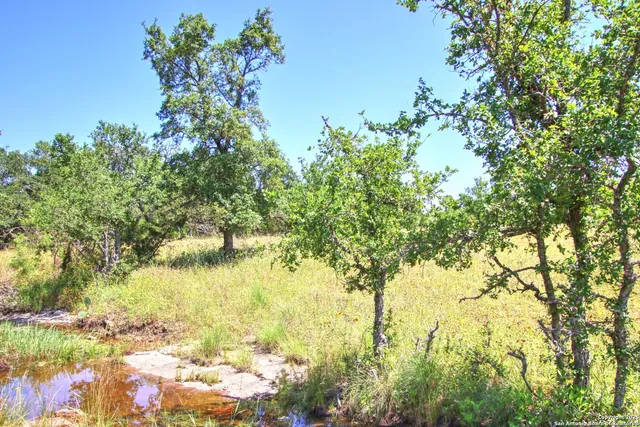 a view of a tree with a yard