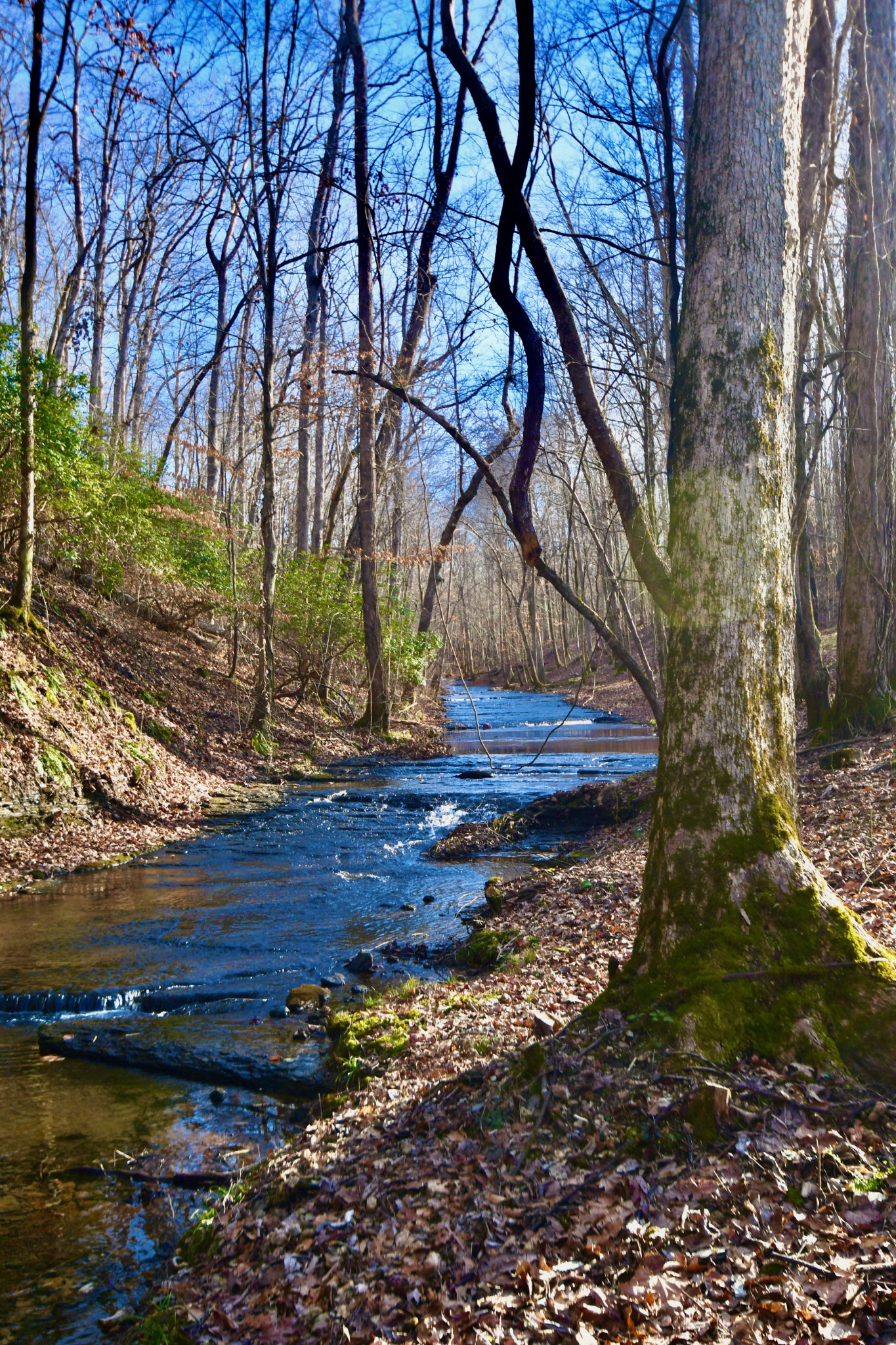 0 Dog Creek Road Waynesboro, TN 38485 - Photo 2 of 15 Gallery Image 2