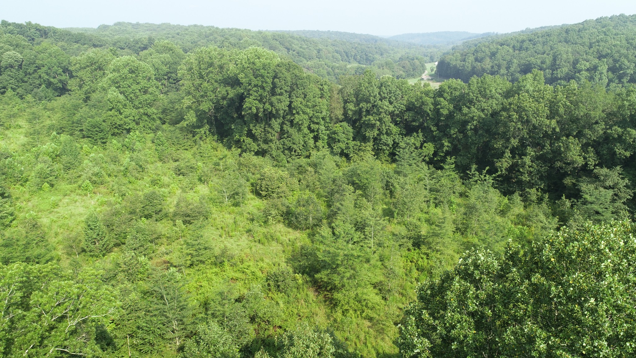 0 Dog Creek Road Waynesboro, TN 38485 - Photo 6 of 15 Gallery Image 6
