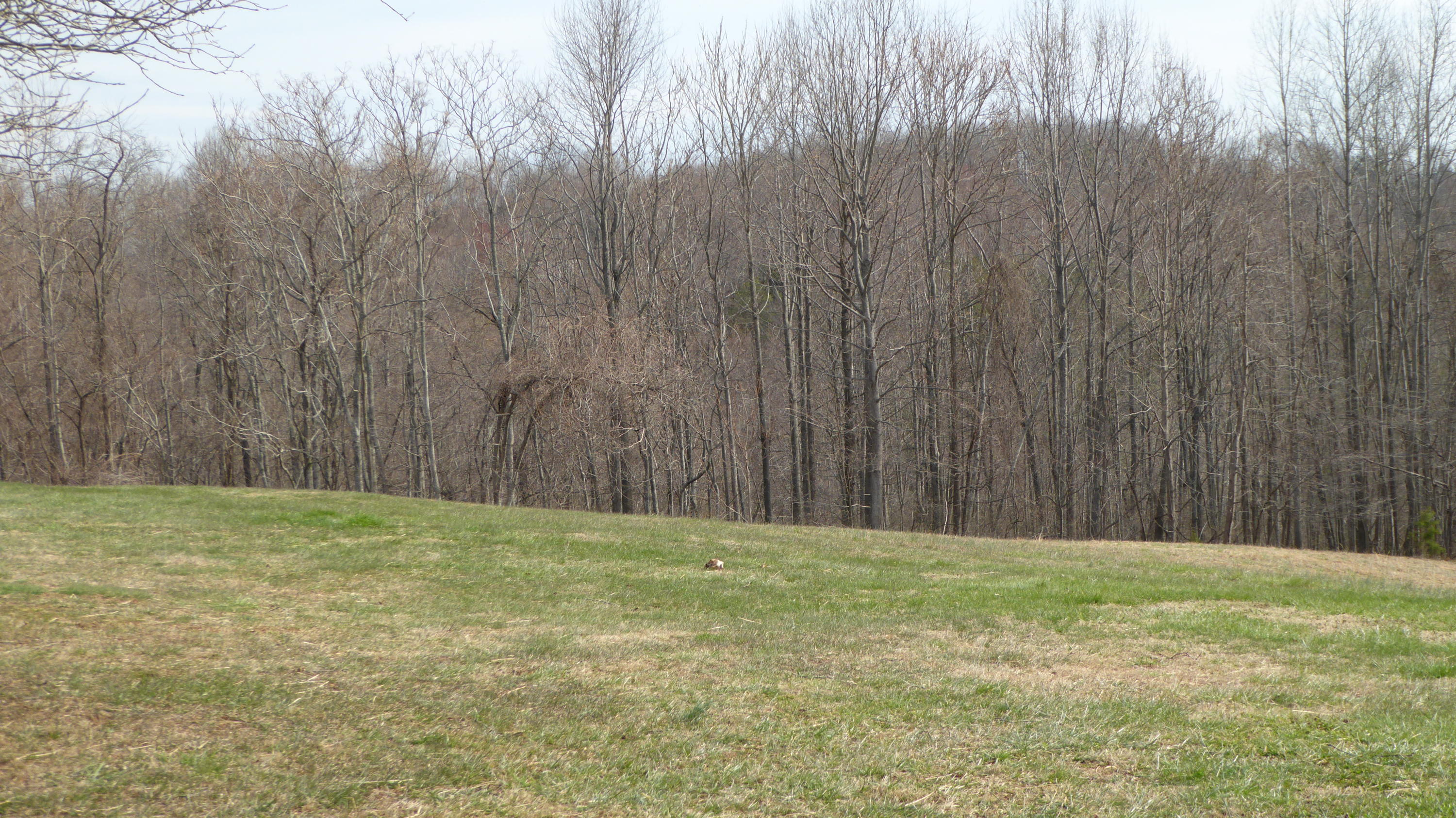 280 Rock Ridge Road Callaway, VA 24067 - Photo 34 of 37 a view of a yard