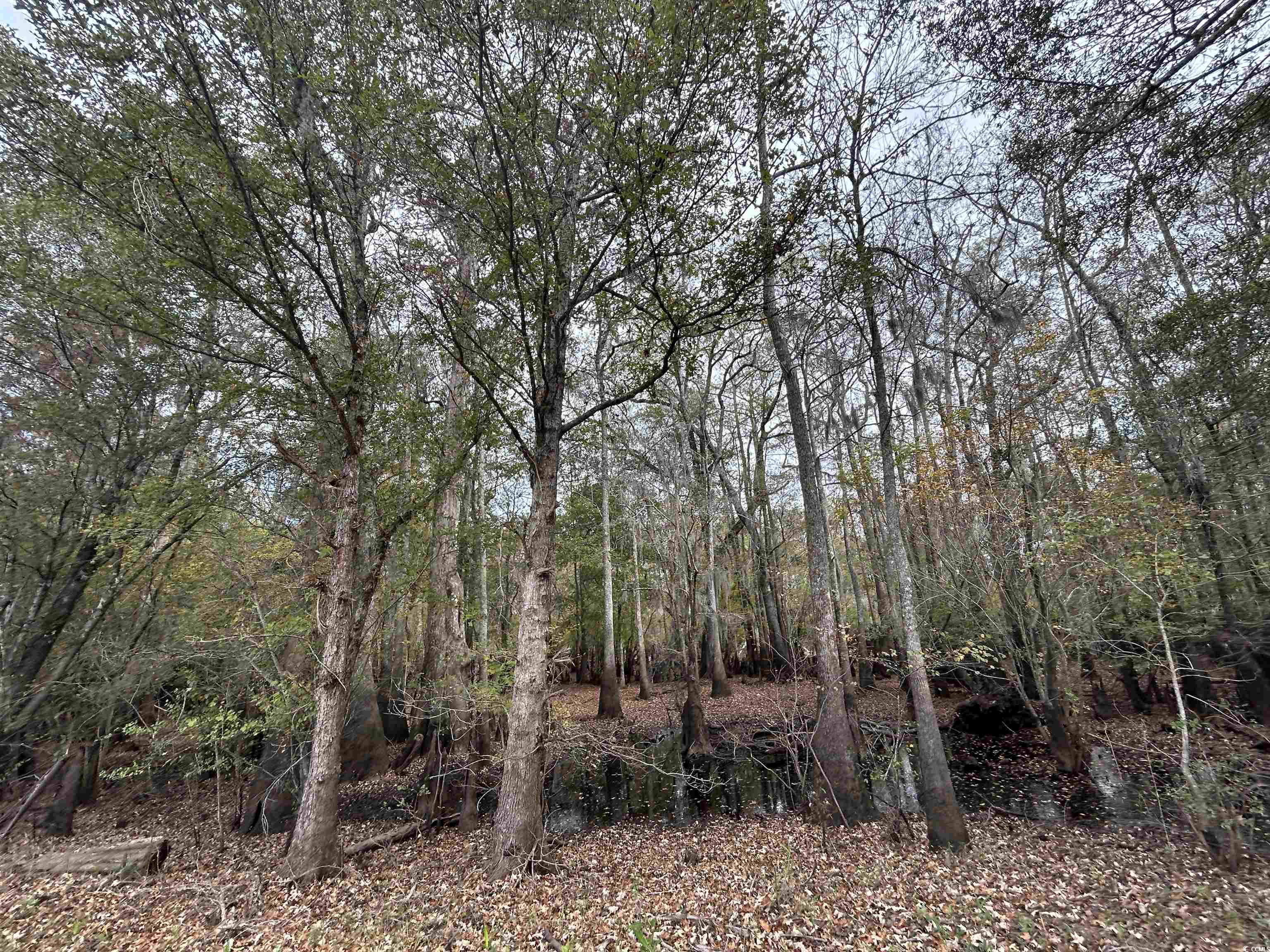 Tbd Parker Road Mullins, SC 29574 - Photo 11 of 18 View of local wilderness