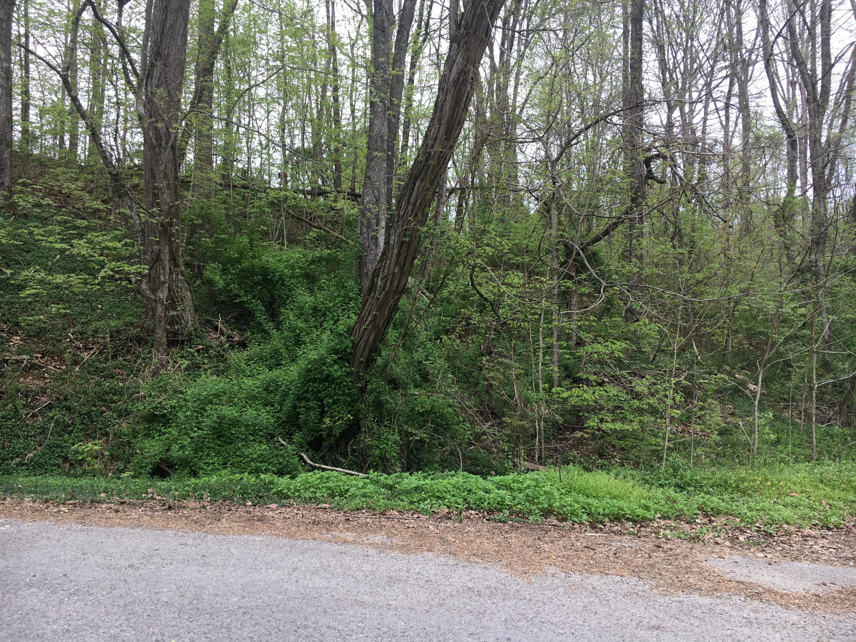 Sallings Road Plainview, TN 37721 - Photo 3 of 5 Road Frontage left of road bed