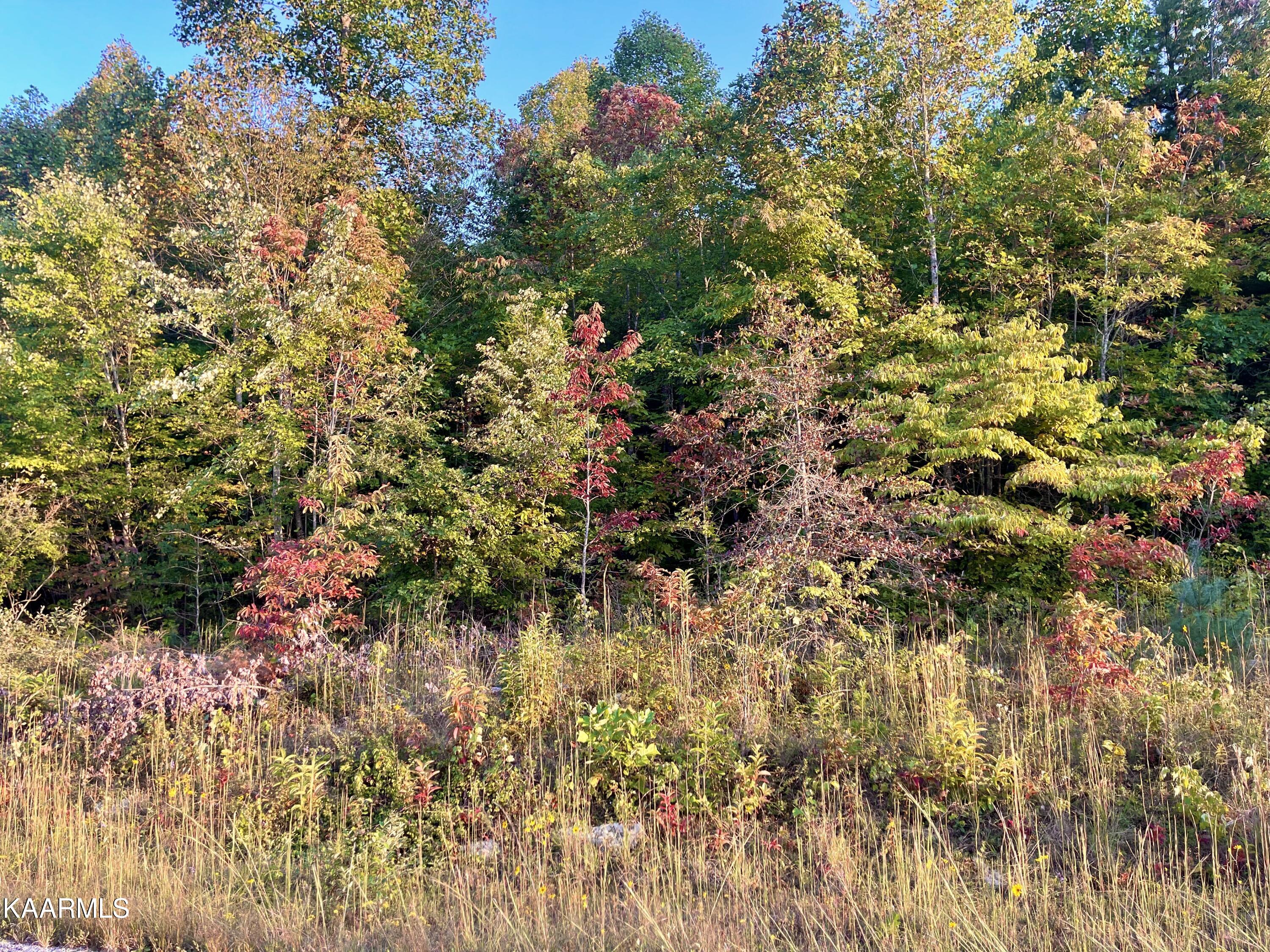 Walnut Hill Road Road Lancing, TN 37770 - Photo 3 of 4 IMG_7154