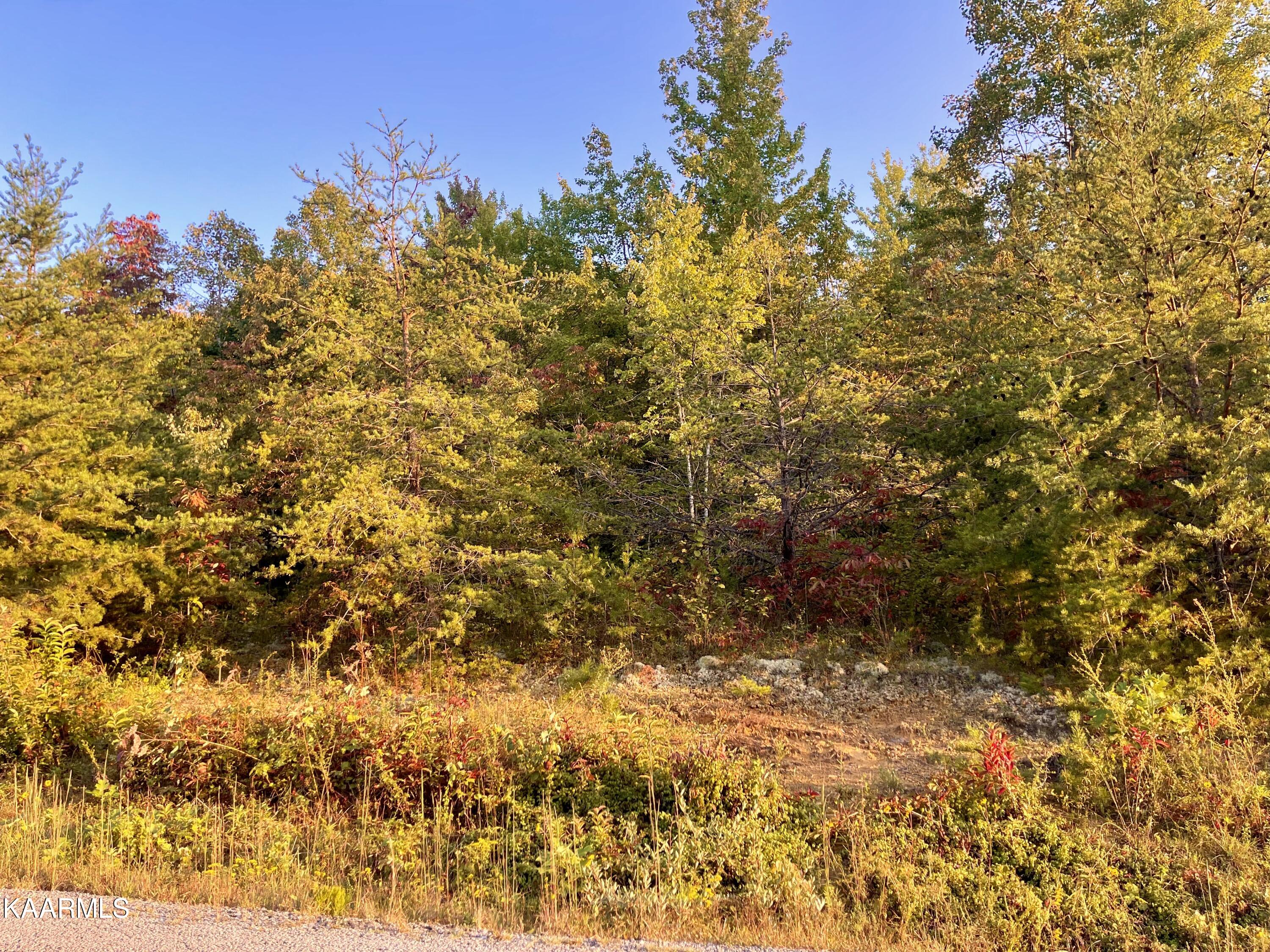 Walnut Hill Road Road Lancing, TN 37770 - Photo 4 of 4 IMG_7150