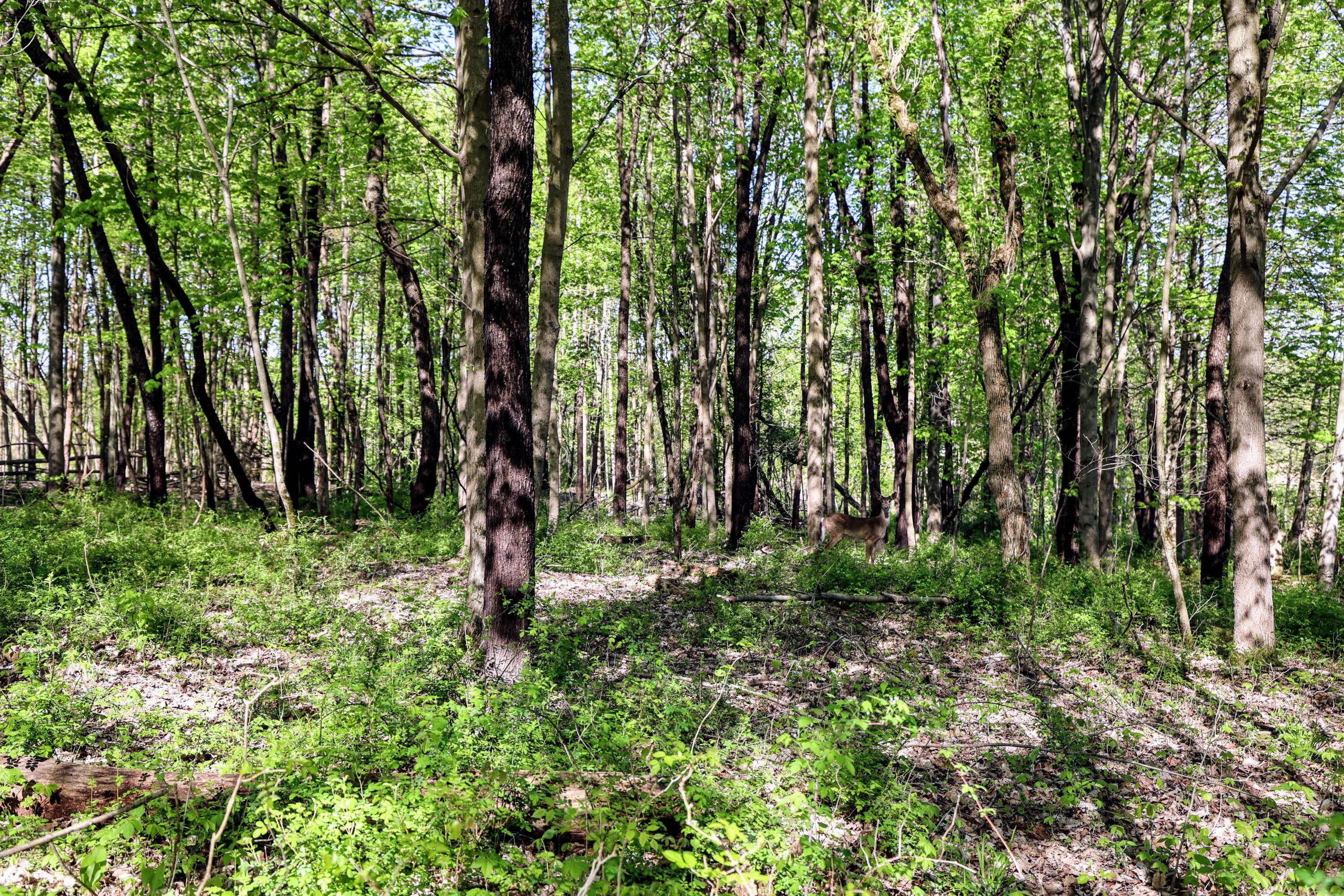 50835 Decatur Road Decatur, MI 49045 - Photo 5 of 74 5