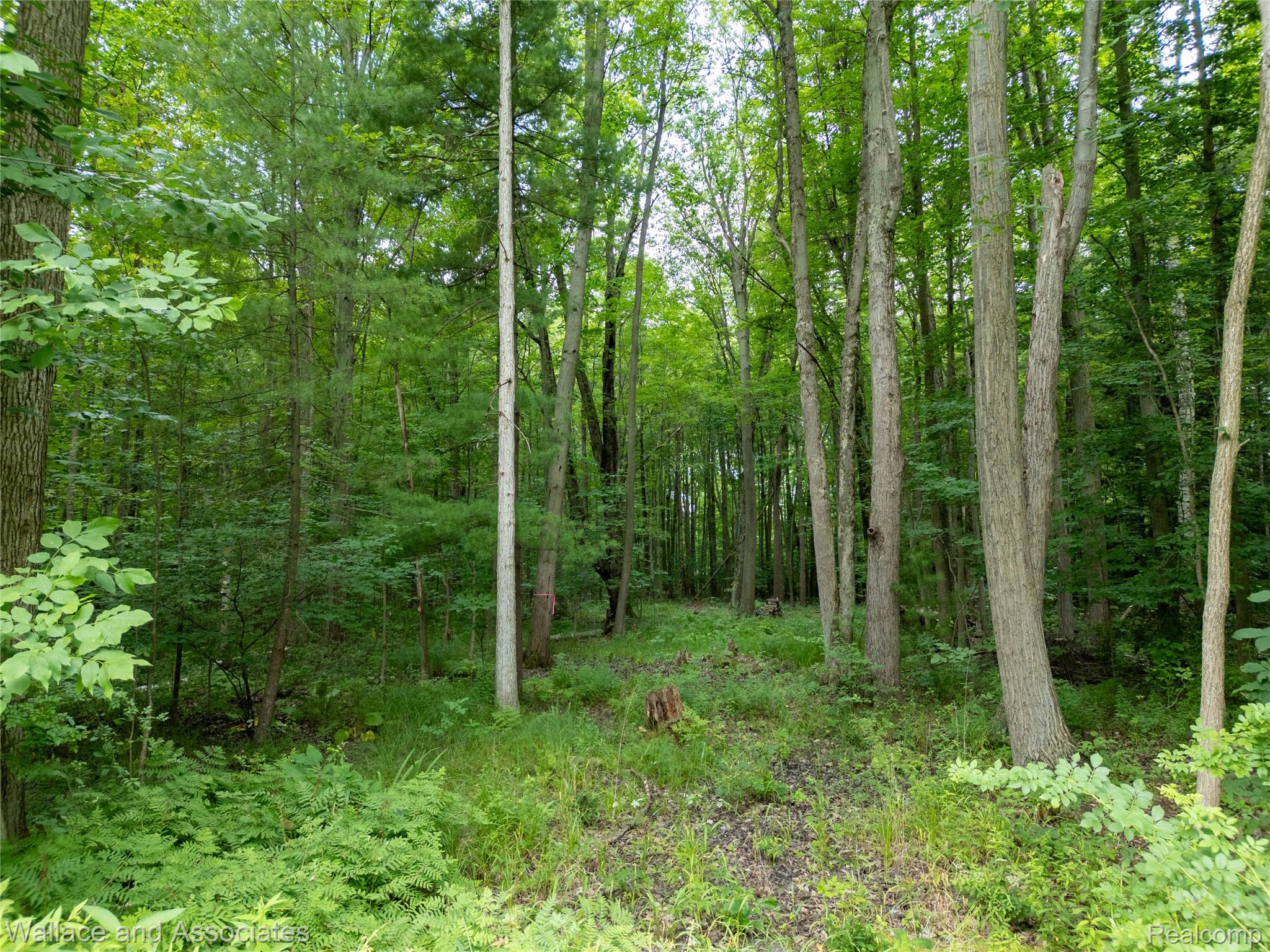 V/l Rabidue Road North Street, MI 48049 - Photo 1 of 9 1-VL Rabidue Rd (1).jpg