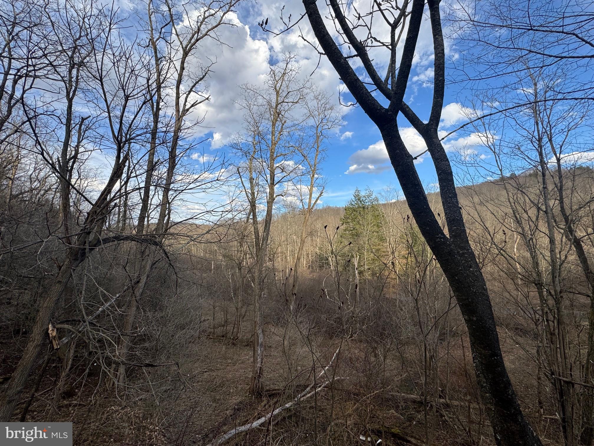 Jennings Road Grantsville, MD 21536 - Photo 35 of 39 a view of backyard with large trees