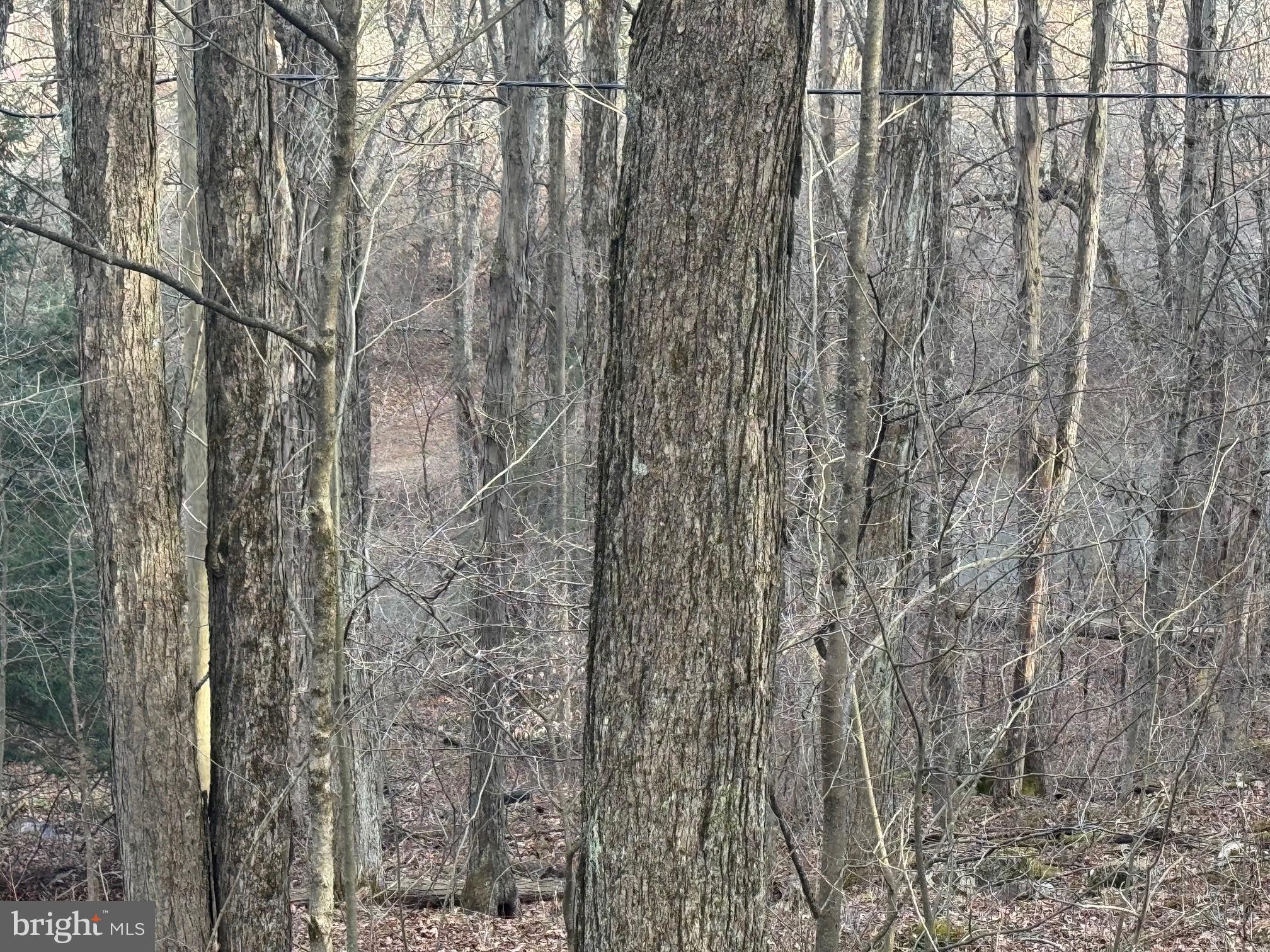 Jennings Road Grantsville, MD 21536 - Photo 38 of 39 a close up of a plant in a forest