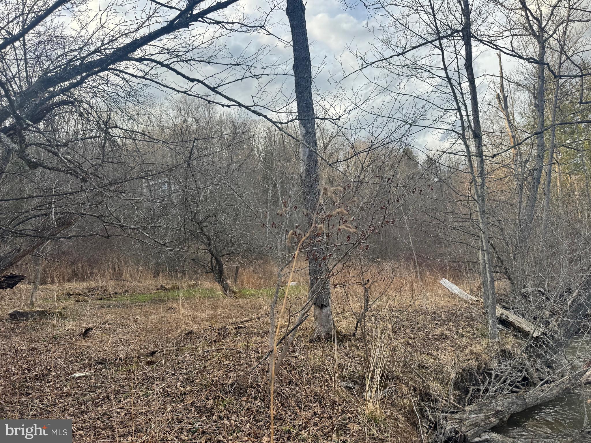 Jennings Road Grantsville, MD 21536 - Photo 39 of 39 a view of a yard with large trees