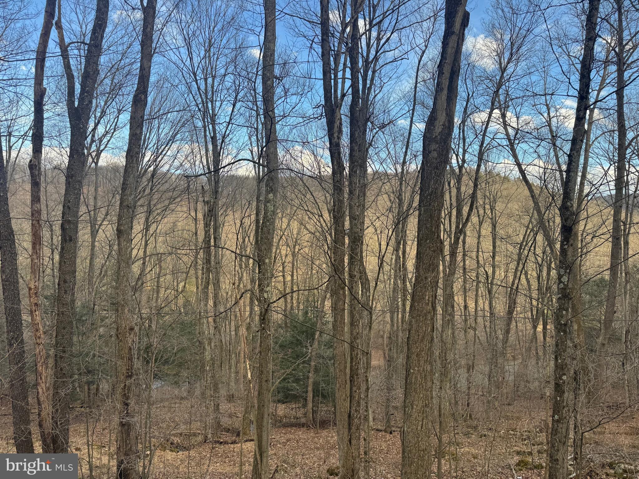 Jennings Road Grantsville, MD 21536 - Photo 5 of 39 a backyard of a house with lots of trees