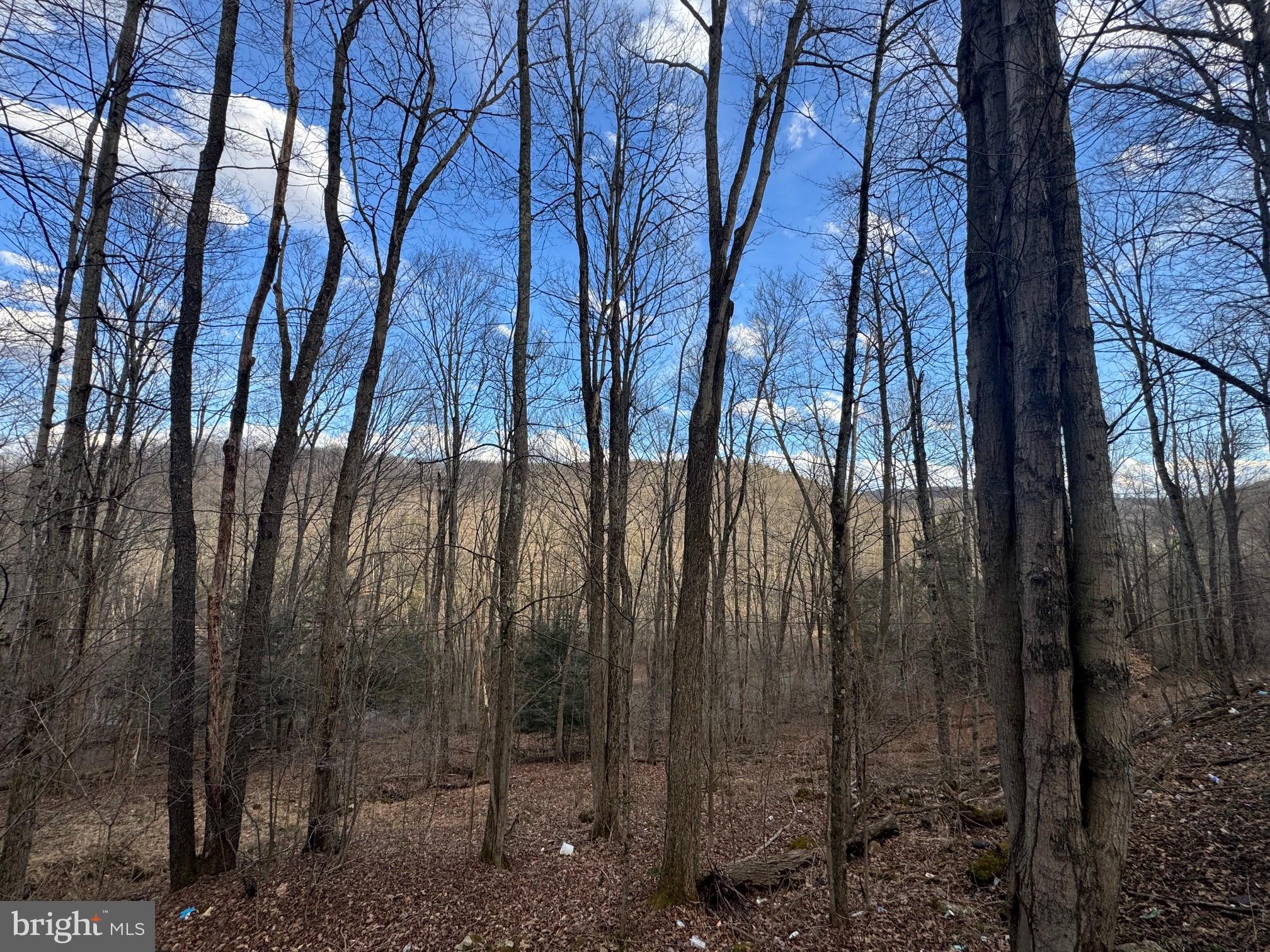 Jennings Road Grantsville, MD 21536 - Photo 6 of 39 a view of a forest