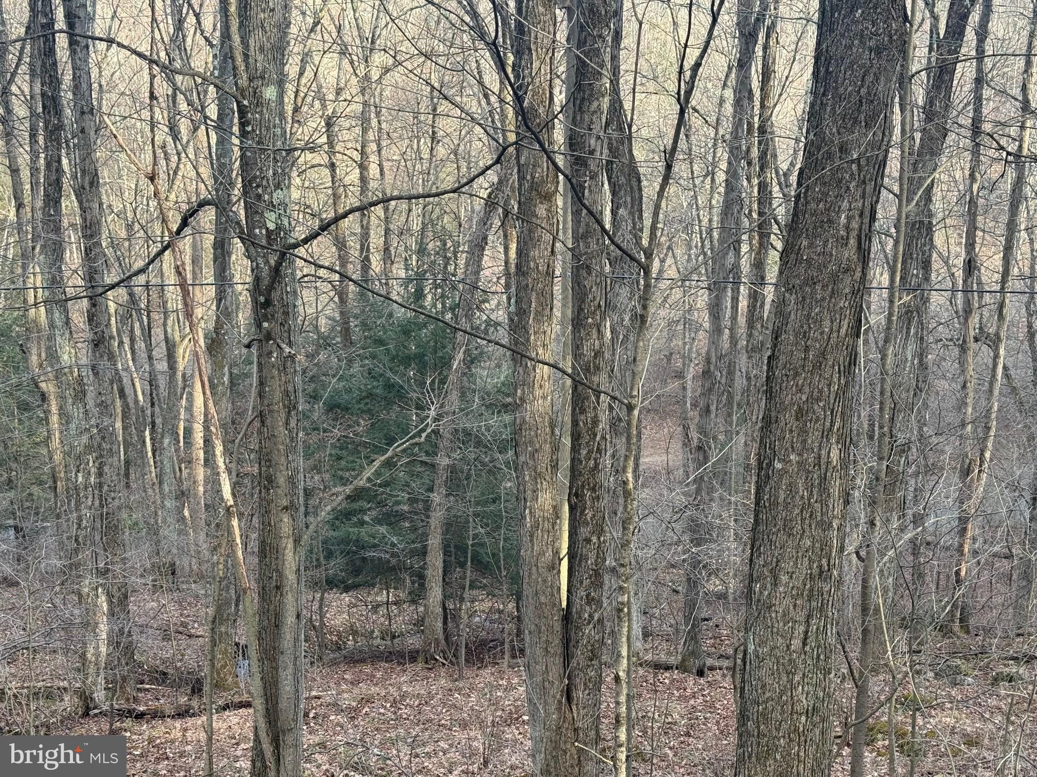 Jennings Road Grantsville, MD 21536 - Photo 7 of 39 a view of a forest