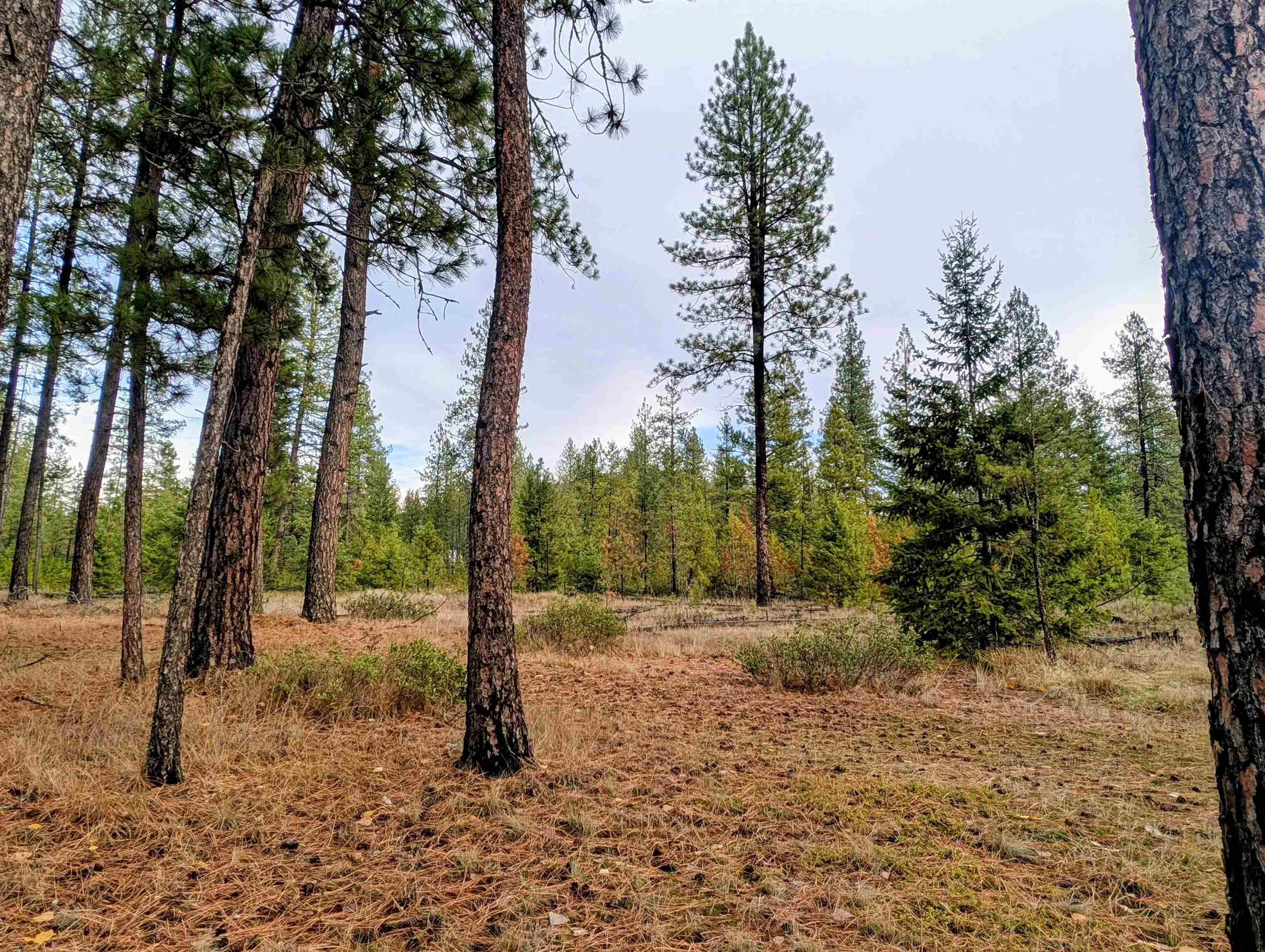 4040 Lyon And Moss Road Loon Lake, WA 99148 - Photo 40 of 49